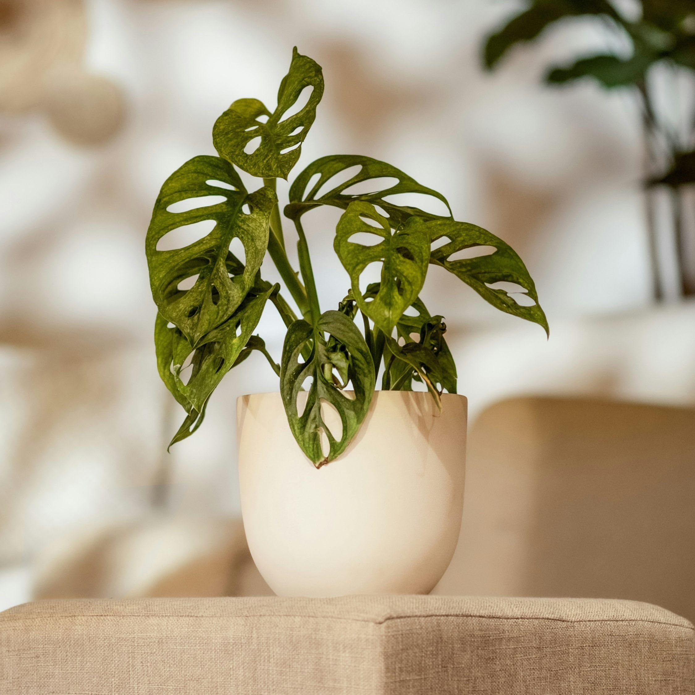Plant in a Box - Monstera 'Affenmaske' - Fensterblatt - Zimmerpflanze -  Topf 12cm - Hhe 25-30cm : Amazon.de: Garten