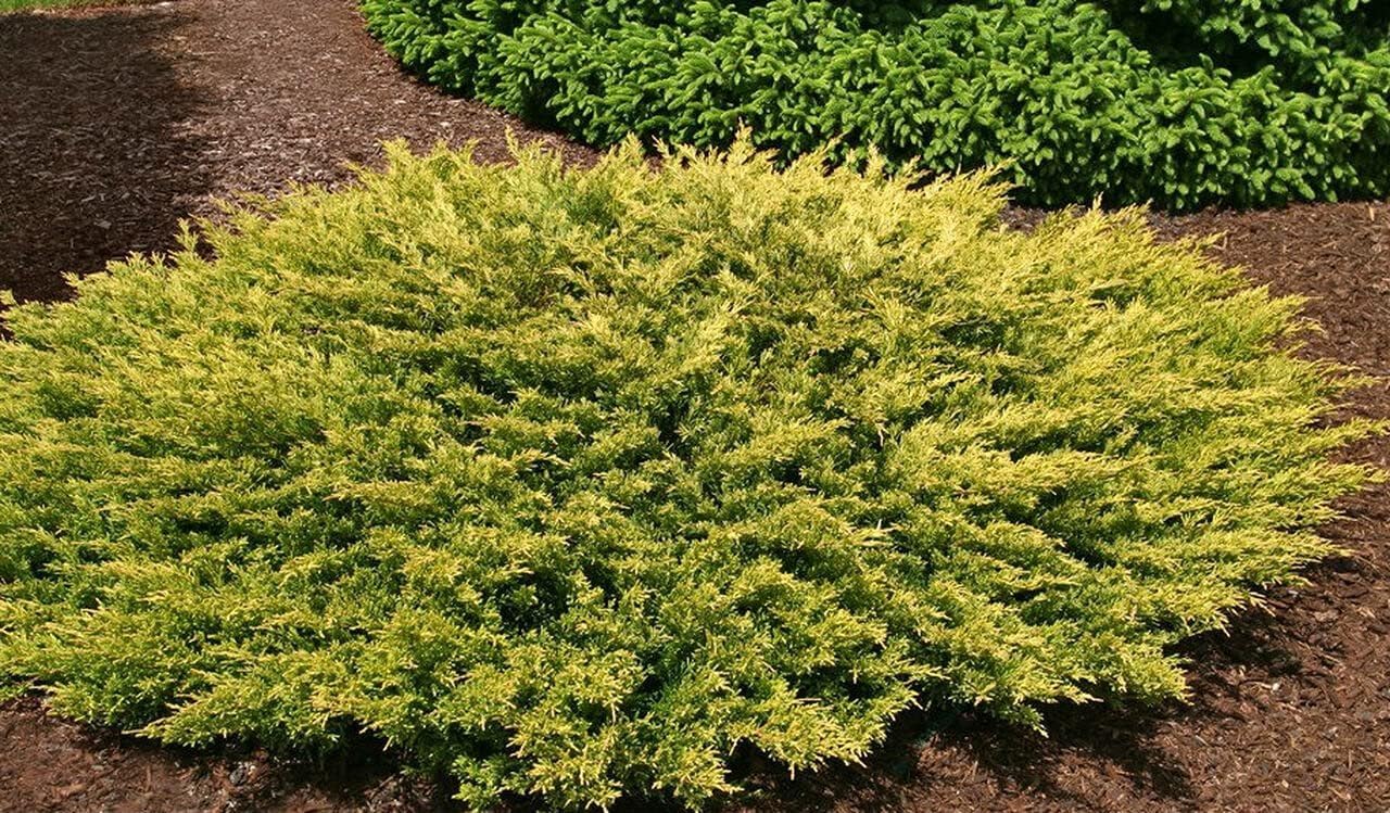 Lime Glow Juniper | 1 Live Gallon Size Plants | Juniperus Horizontalis | Cold Hardy Drought Tolerant Evergreen Groundcover