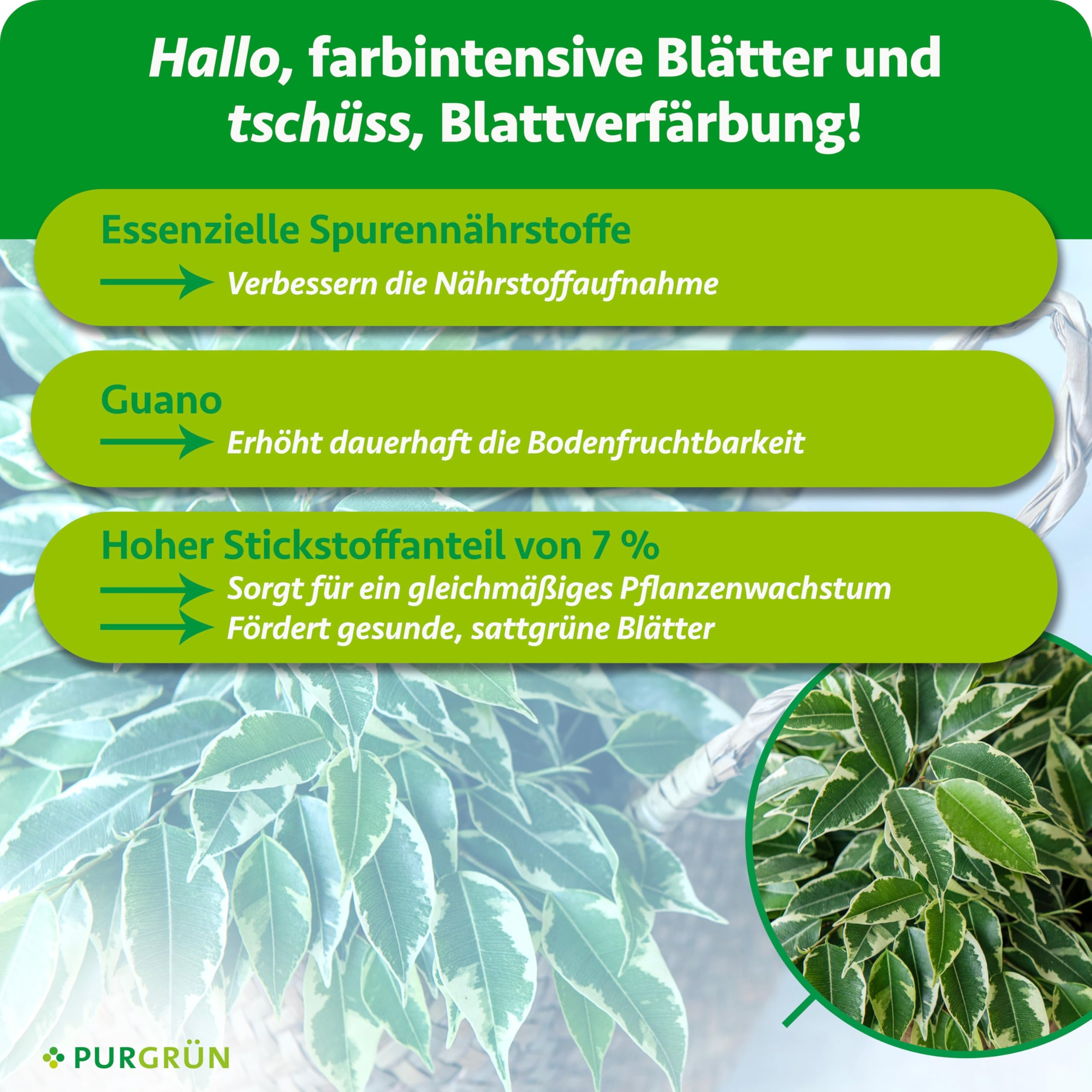 Ficus-Benjamini-Dünger 1 Liter – Stickstoff und Guano für gesundes Wachstum – Spurennährstoffe für eine lebendige Blattfärbung – Ergiebiges Konzentrat für ca. 400 Liter Gießwasser