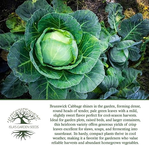 Miniatura 6 de Semillas de col Brunswick (Brassica oleracea) – Más de 300 semillas sin OMG y reliquias de Isla's Garden Seeds, cabezas verdes grandes y densas,