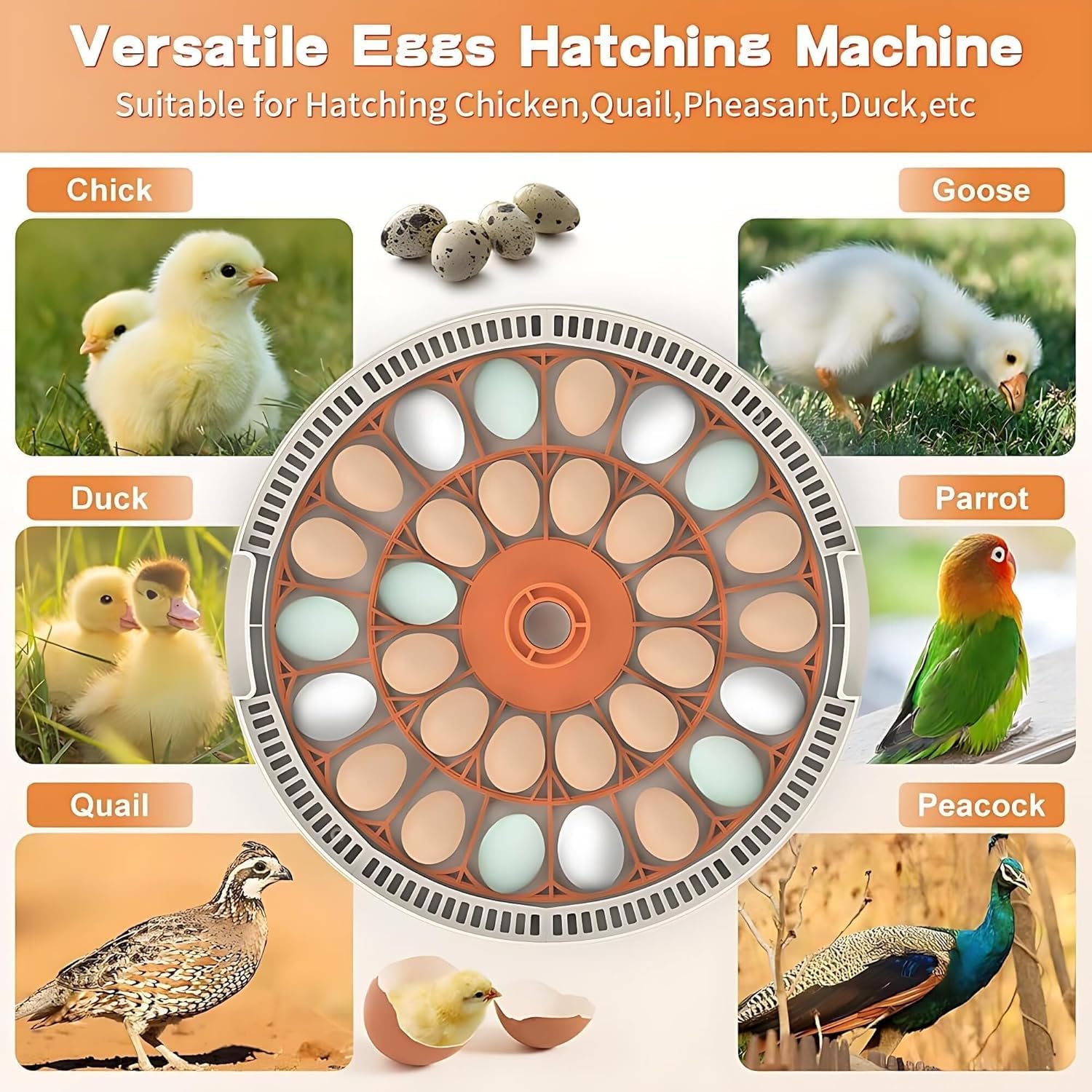 Incubatrice Intelligente per Uova, incubatrice Automatica per Uova, Temperatura e umidità Possono Essere visualizzate e Le Uova Possono Essere girate automaticamente Illuminazione delle Uova