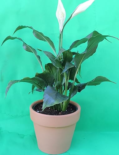 Jmbamboo-Lily Plant – Spathyphyllium – La planta mide más de 8 pulgadas de alto. Gran planta de interior – con maceta de arcilla hecha a mano de 4