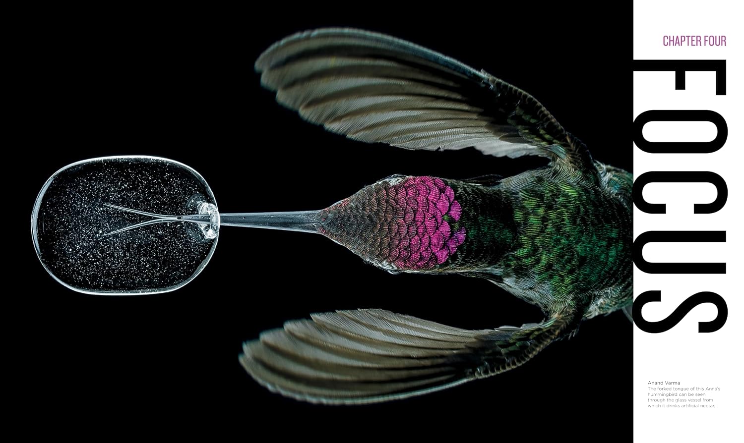 National Geographic Invisible Wonders: Photographs of the Hidden World