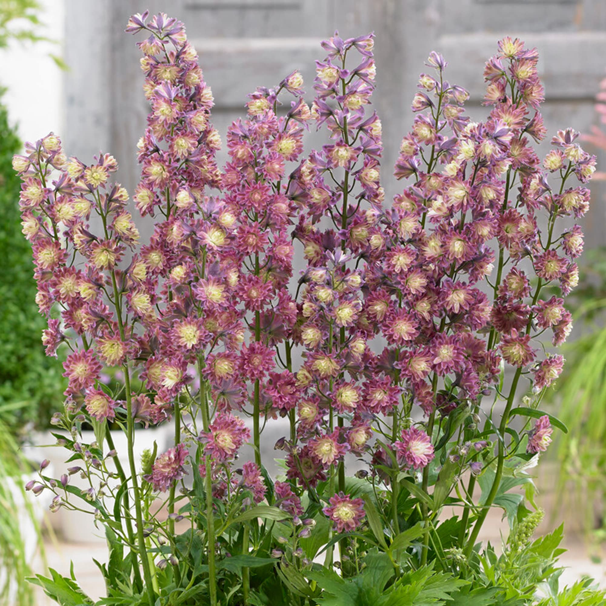 Delphinium Highlander Flamenco - Larkspur | Potted Perennial Plants Garden Ready (30-40cm Incl. Pot)