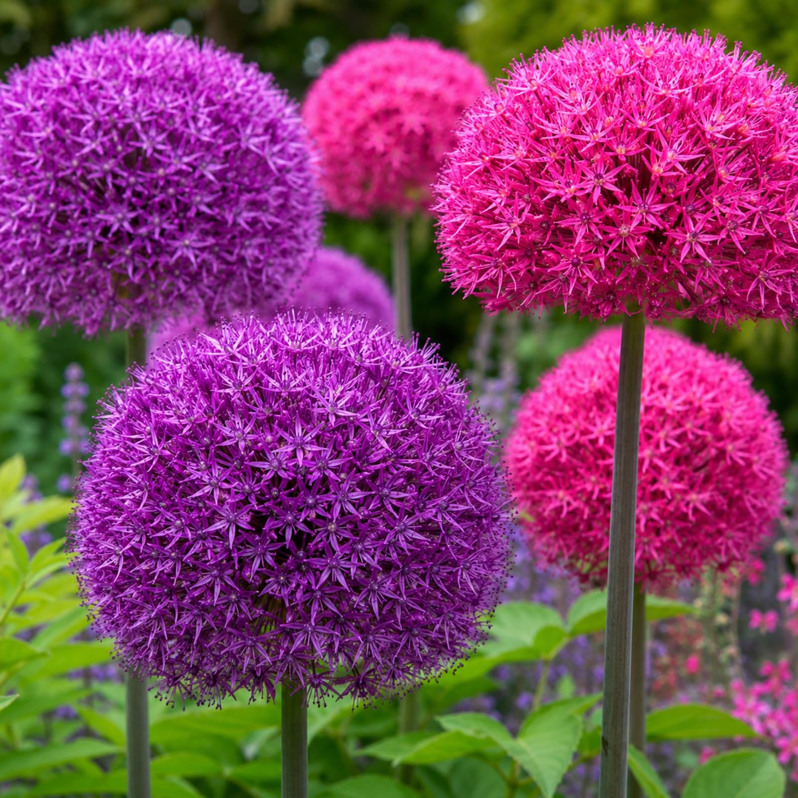 Perennial,Giant Allium for Planting Now UK,Hardy, Easy Plant-Professional for Beautiful Garden Displays-6 Bulbs-D