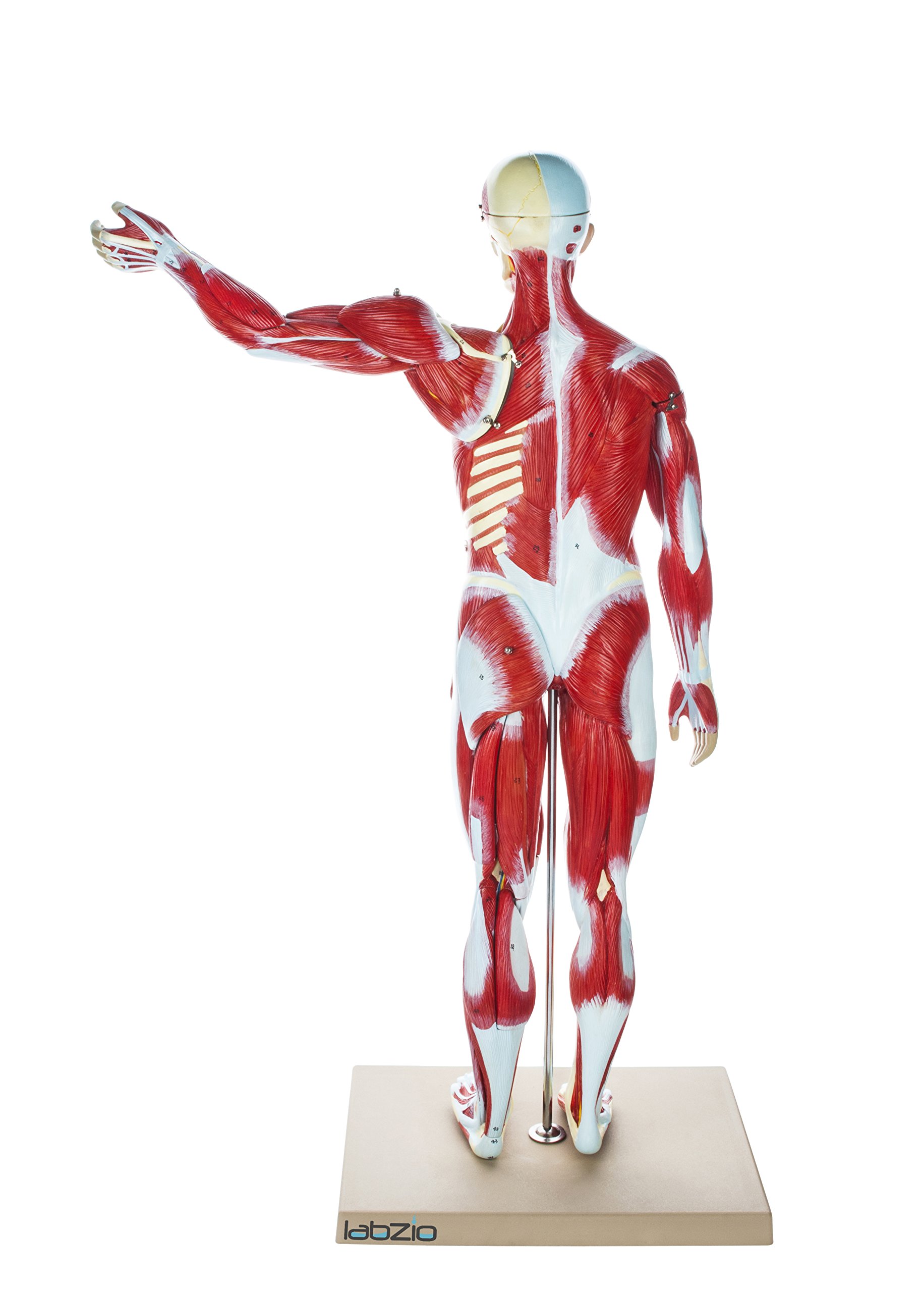 Labzio Human Muscular Figure Model Male Anatomical Model 27 Parts