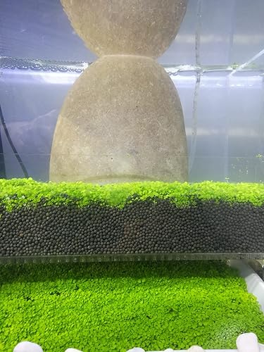 Miniatura 5 de Planta de acuario viva, hierba de agua con semillas, 1 onza de agua dulce acuática, mini hoja de perla pequeña para pecera, terrario, alfombra enana