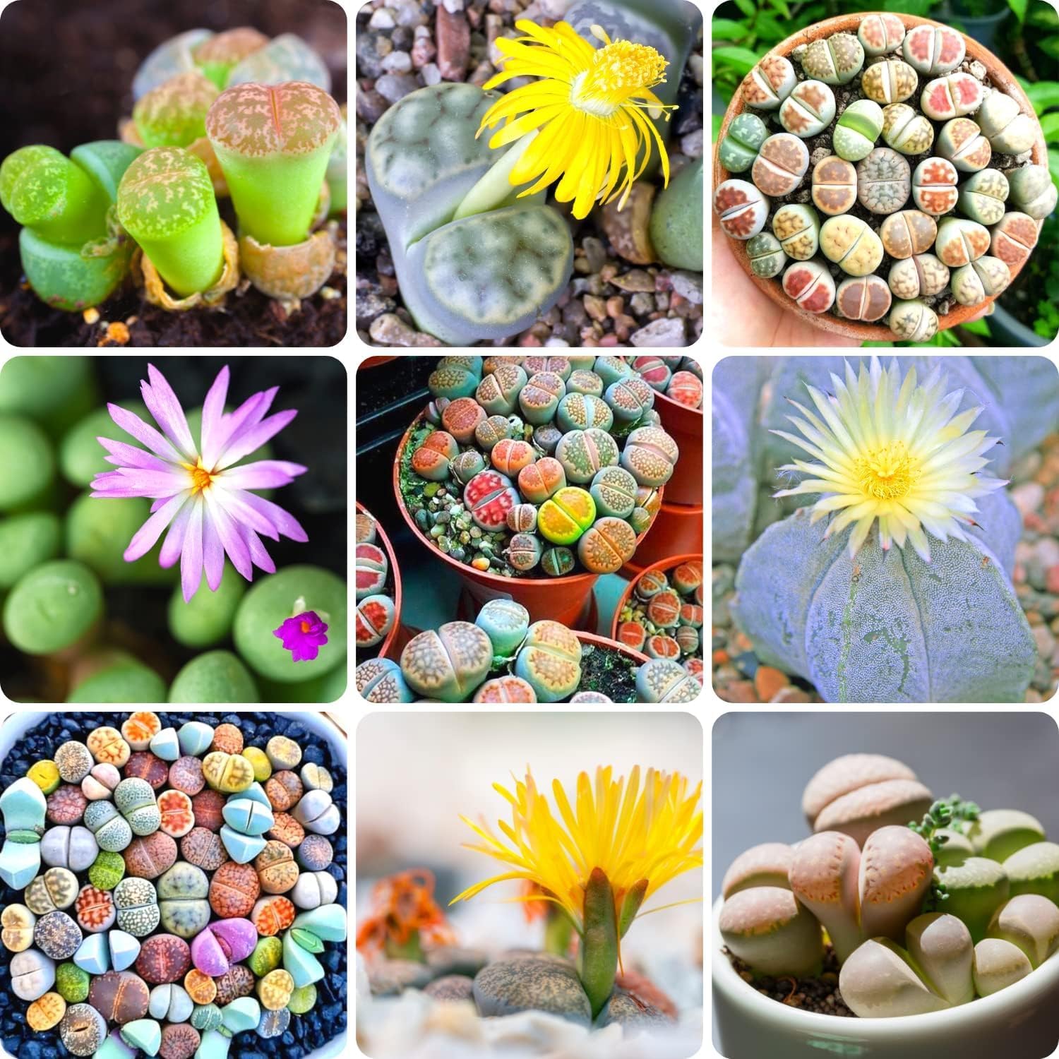 50 Seeds- Mixed Lithops Seeds for Planting, 50 Rare Lithops Succulent Plants Live Seeds Mix, Rock Lithops Living Stones Seeds