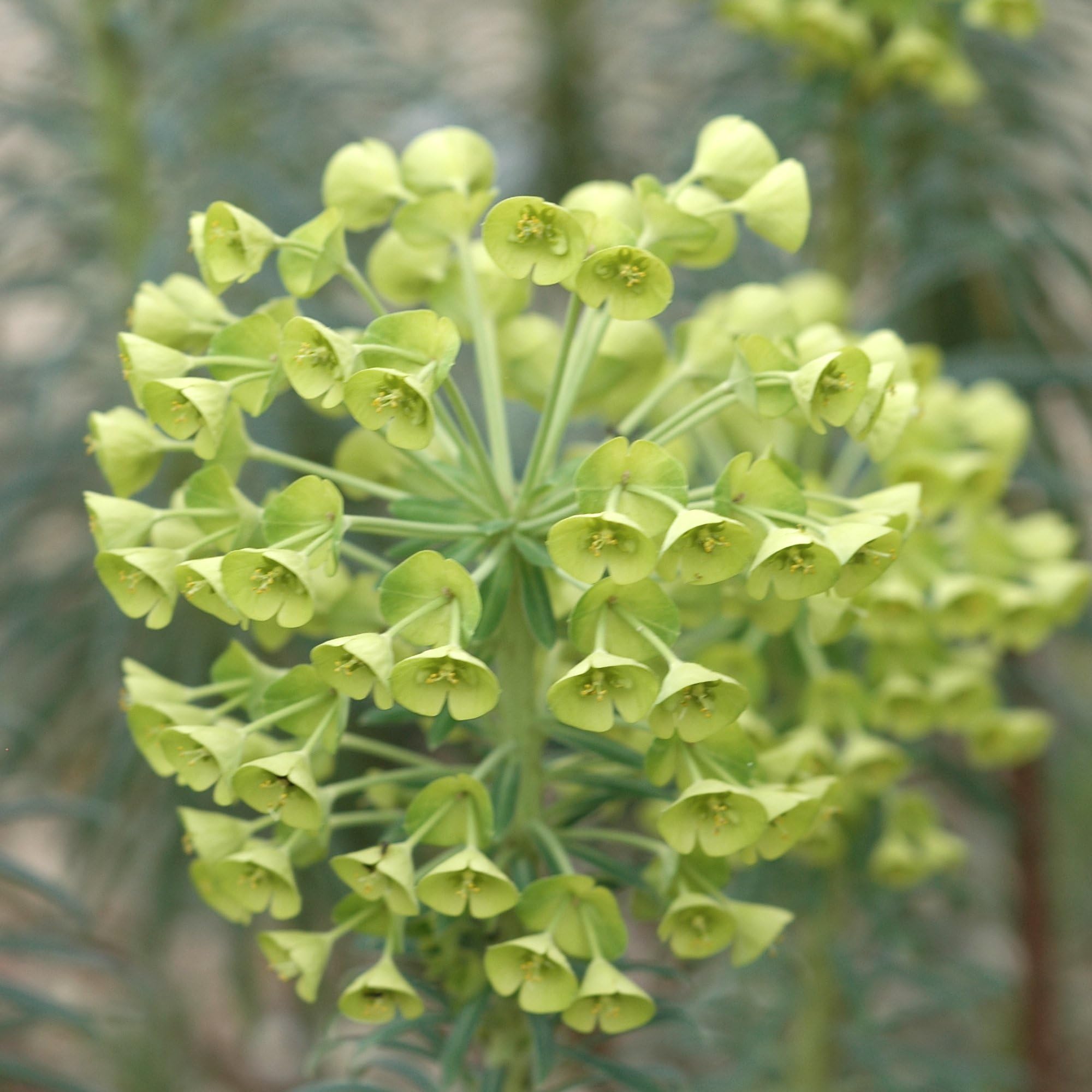 Cypress Spurge