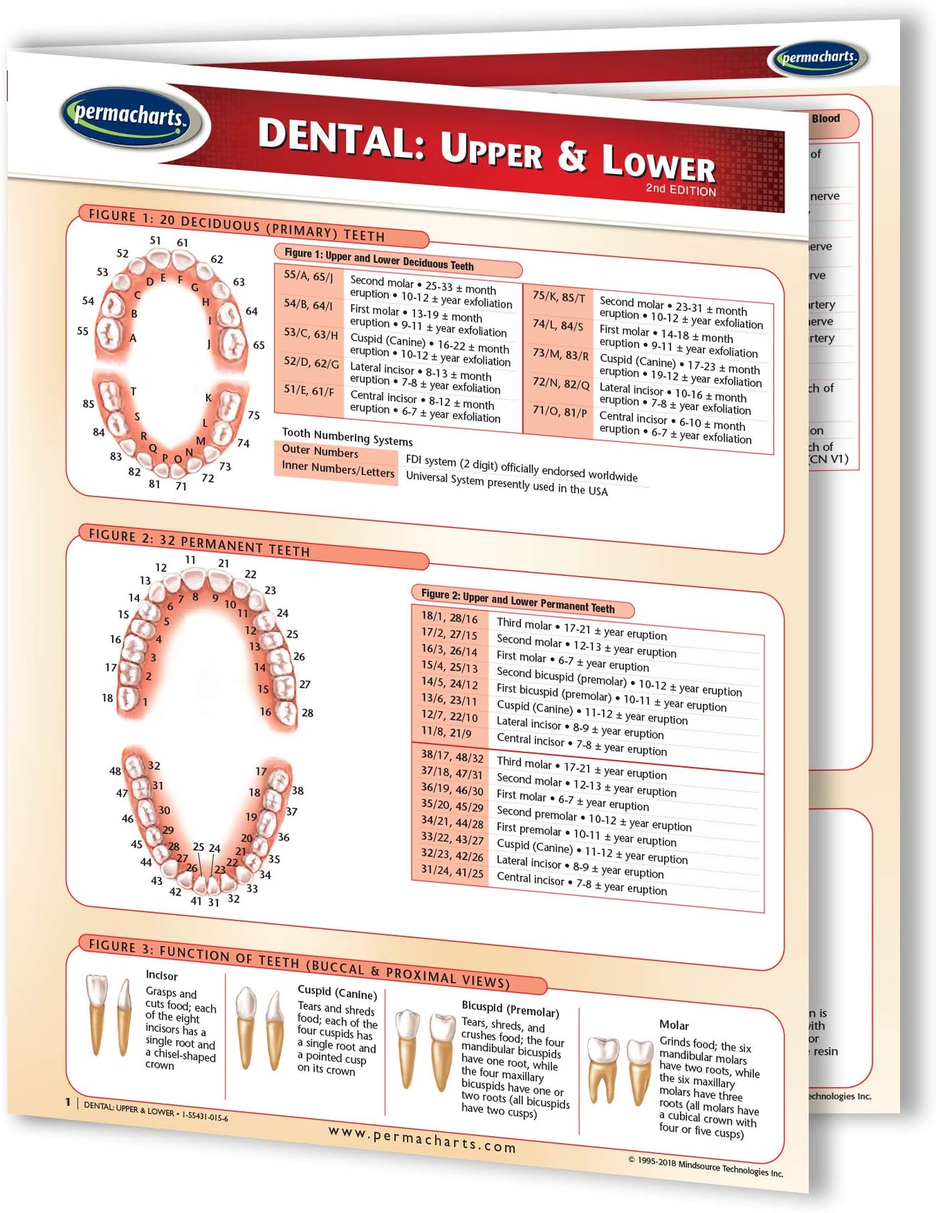 Dental: Upper & Lower Chart- Medical Quick Reference Guide by Permacharts