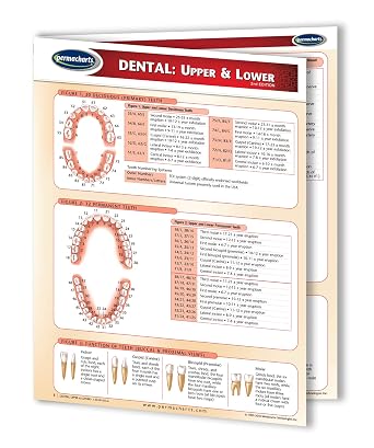 Dental Upper & Lower Chart- Medical Quick Reference Guide by Permacharts