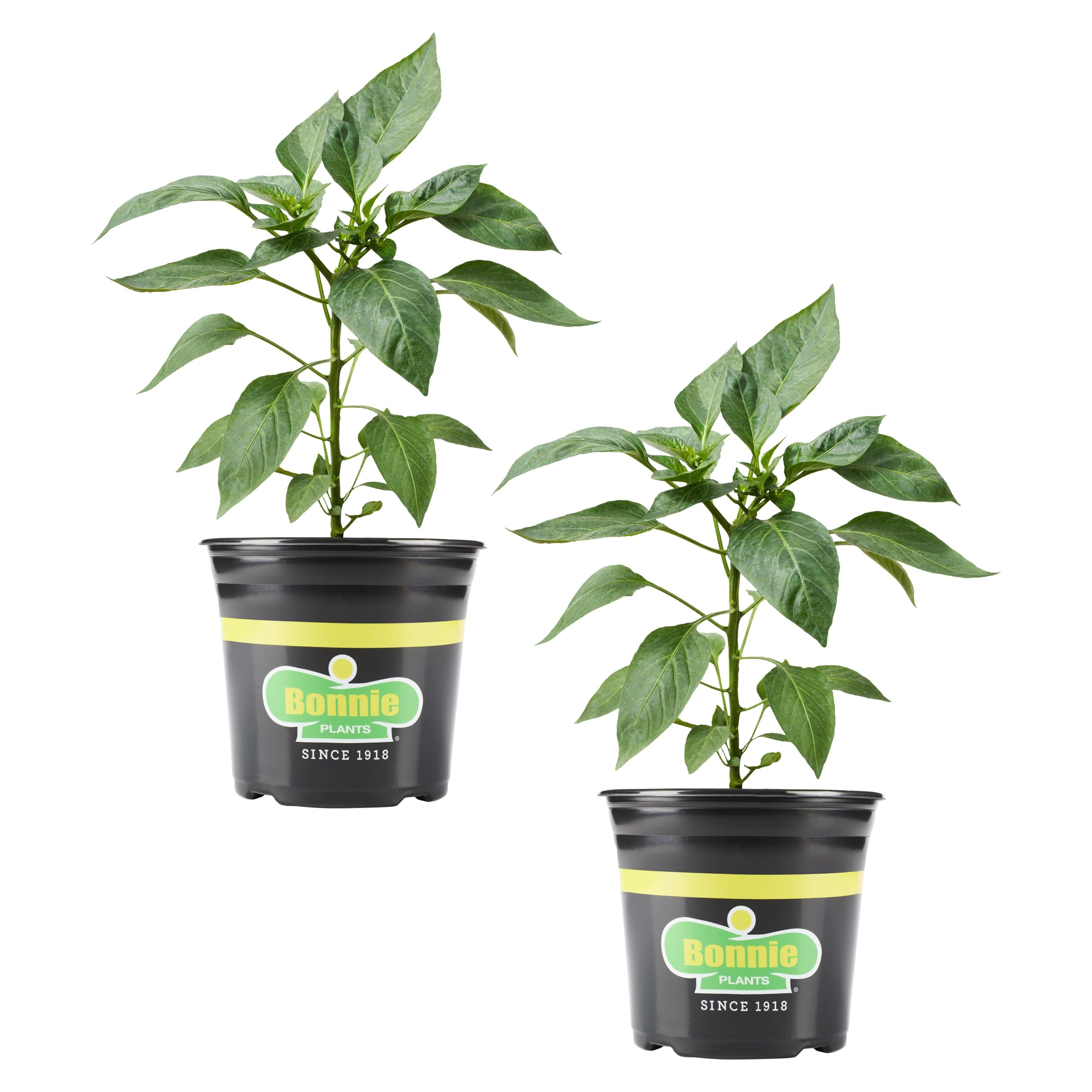 Bonnie Plants Red Bell Pepper