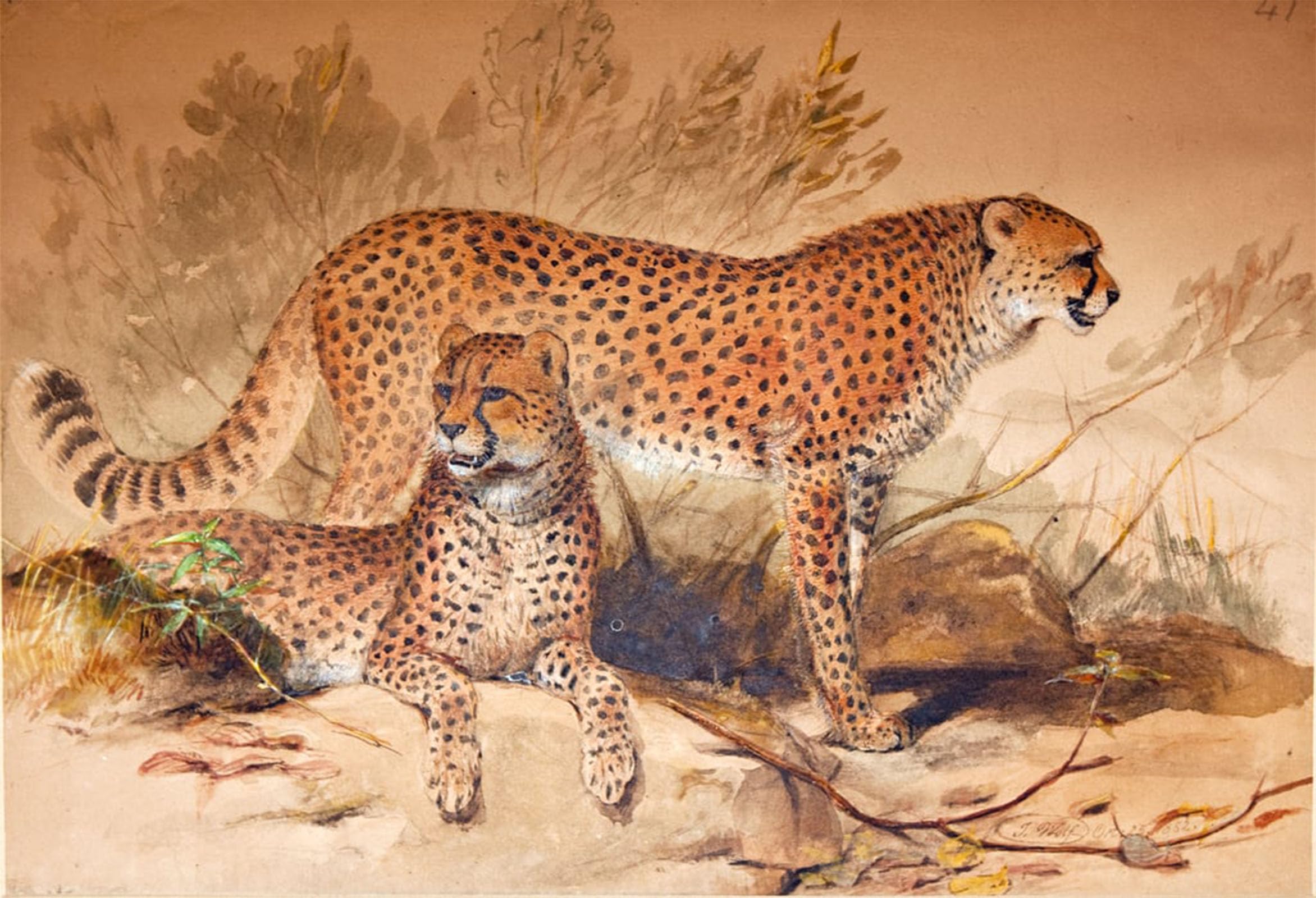 RZHRHJES Abstract Painting Poster Art Print Canvas Print Poster Cheetah by Wolf Landscape Canvas Painting for Home Decor 60x90cm