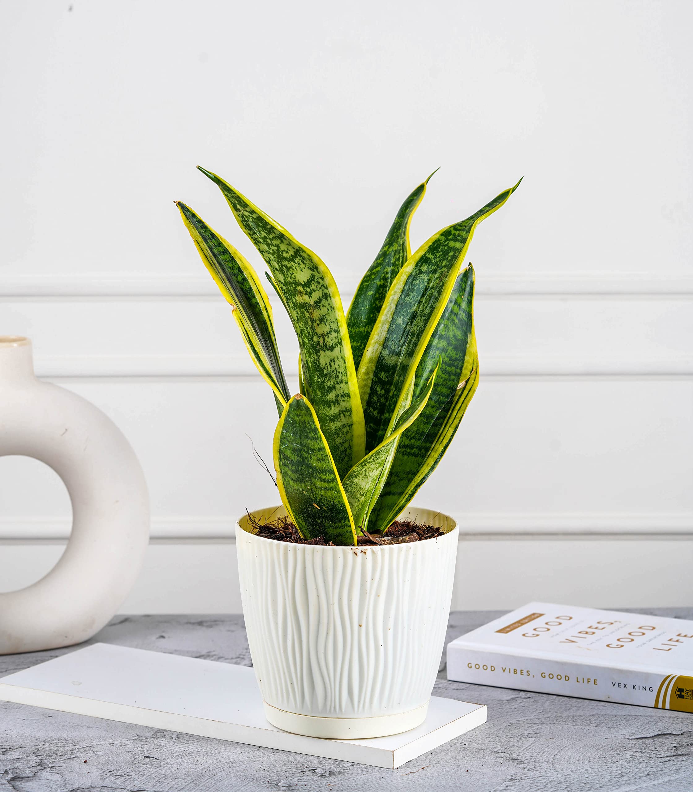 See full amazon price history chart for Nurturing Green® Snake Plant Superba in Ivory Plastic Self Watering Pots (5.5 Inch Wide * 5 Inch High) Indoor Plants | Lucky Plant | Air Purification | Low Maintenance | Home and Office Decor Nurturing Green® Snake Plant Superba in Ivory Plastic Self Watering Pots (5.5 Inch Wide * 5 Inch High) Indoor Plants | Lucky Plant | Air Purification | Low Maintenance | Home and Office Decor (B0BN8MGP1M) Amazon Price History, Amazon Price Tracker