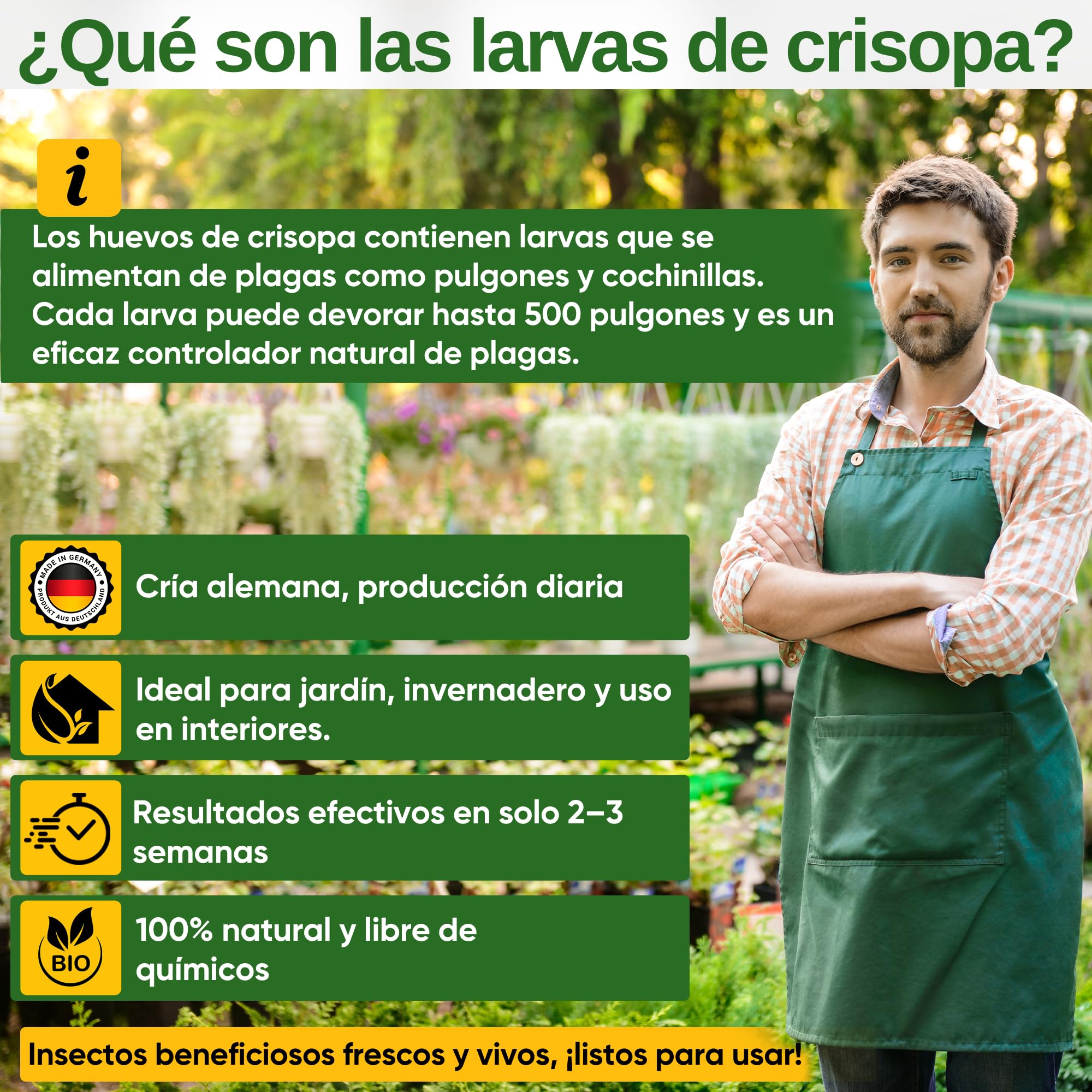 GREEN GUARDIA Huevos para larvas de crisopas contra pulgones y cochinillas – 1 bolsa – agente biológico para combatir eficazmente pulgones y cochinillas para plantas de interior y ornamentales UVM.