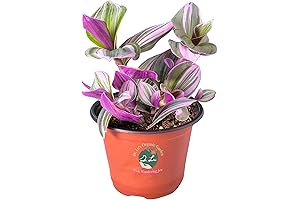Dr. Lu's Organic Pink Wandering Jew | Indoor Live House Plant |...