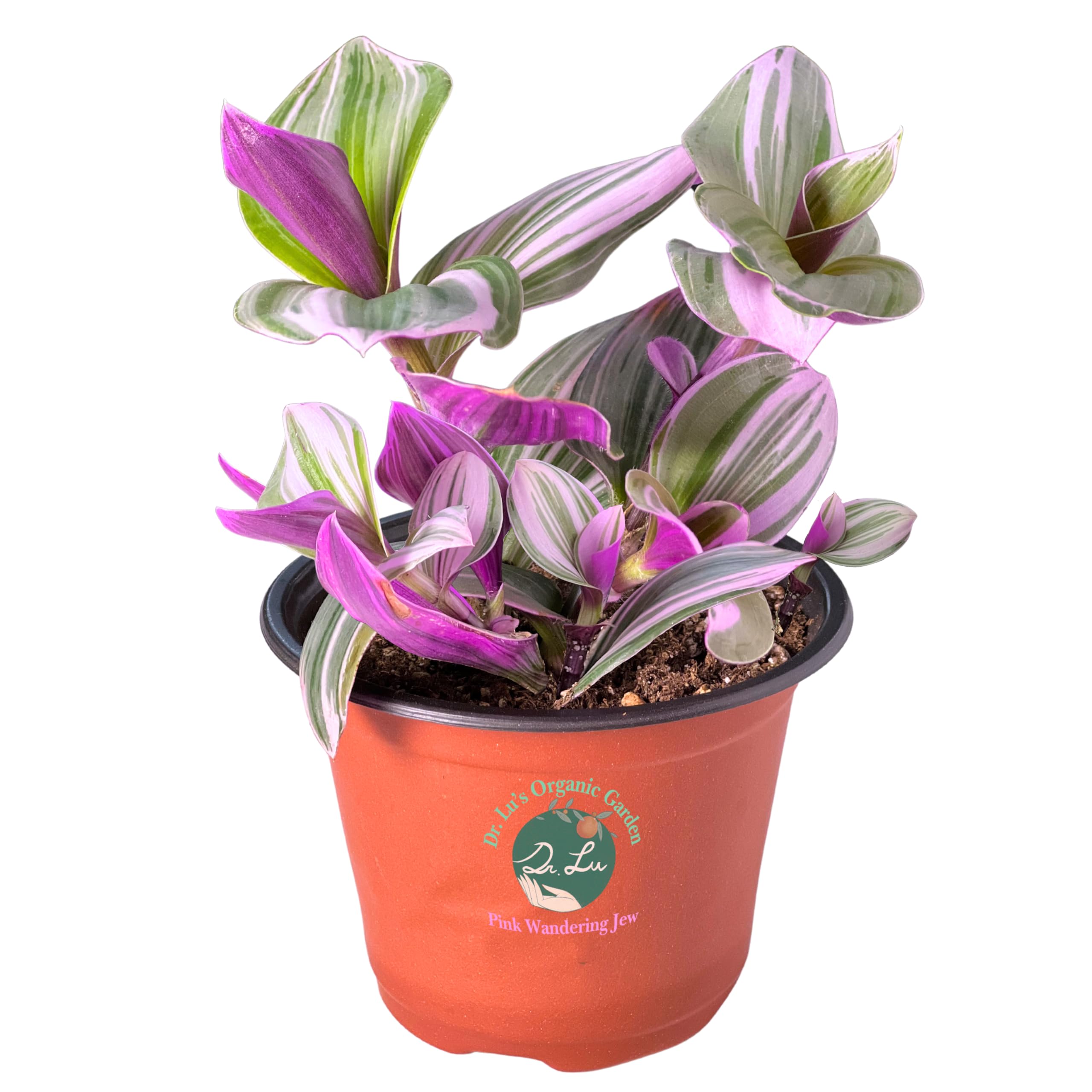 Dr. Lu’s Organic Pink Wandering Jew Live Plant