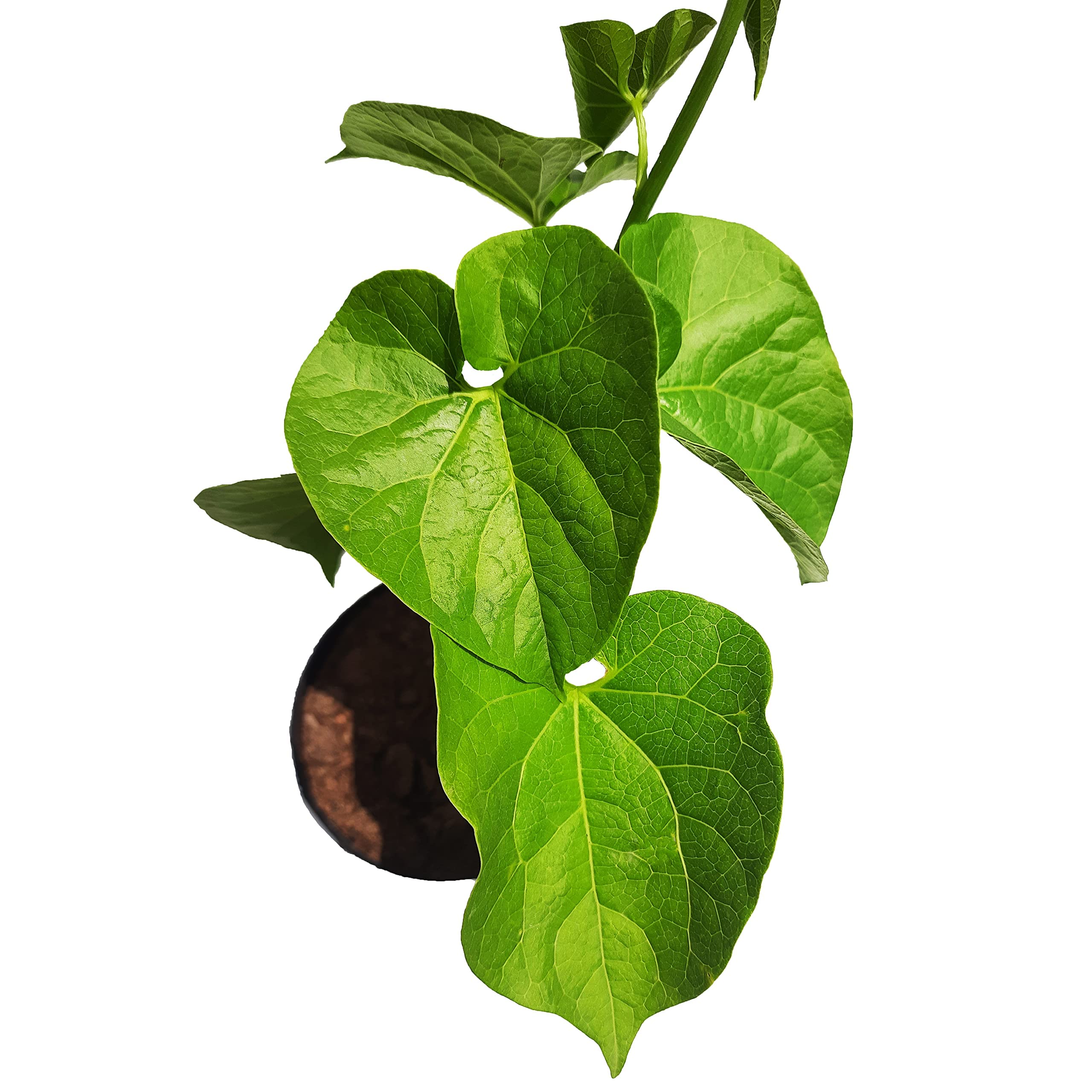 Fresh Ashwagandha root - popular ayurvedic herb for stress relief