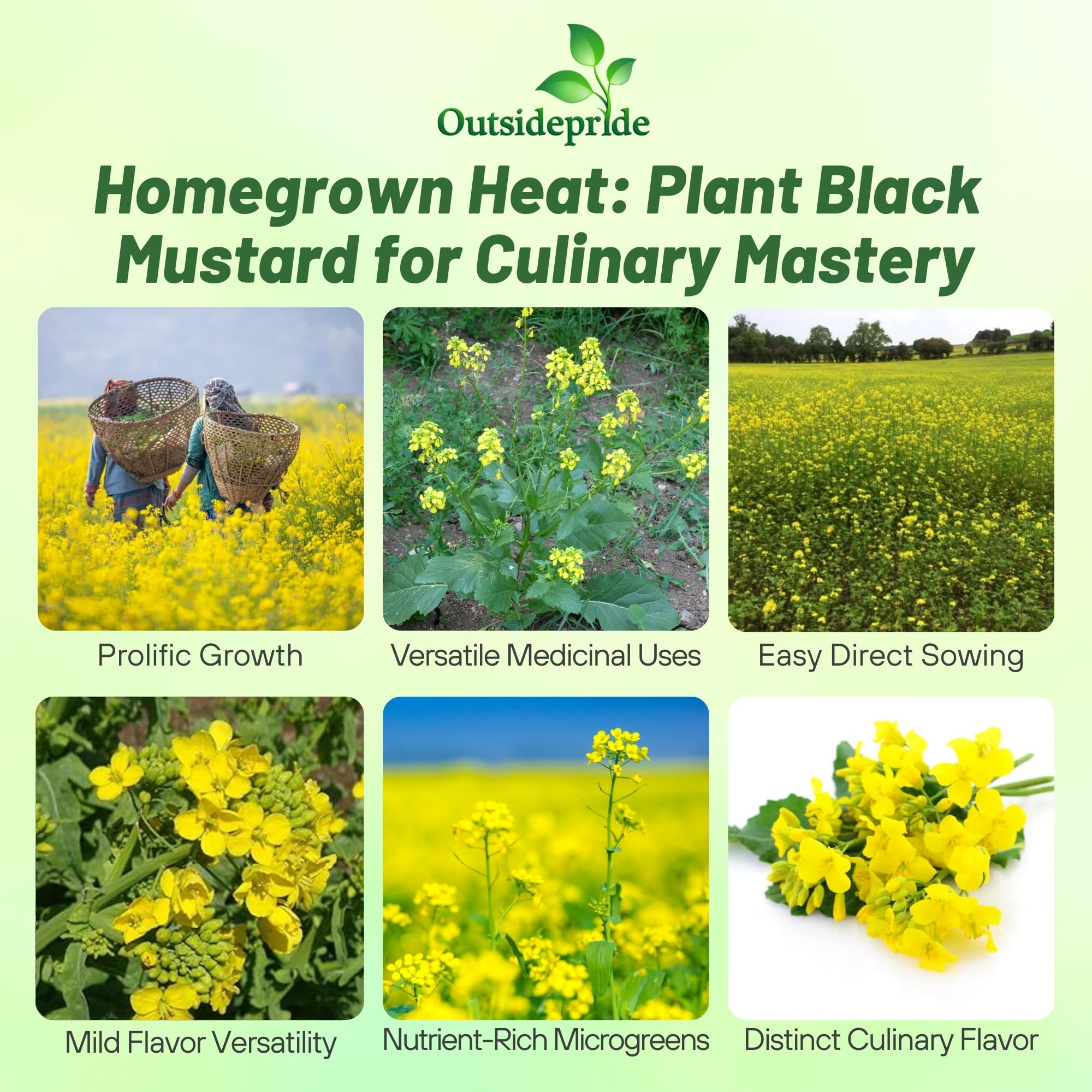 Amazon.com: Outsidepride Black Mustard Seeds - 5000 Pcs Nutrient-Rich,  Flavorful Annual Microgreen Seeds for Planting, Easy-to-Grow, Ideal for  Indoor & Outdoor Cultivation, Soil & Hydroponic Systems : Grocery & Gourmet  Food