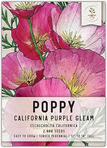Seed Needs, Purple Gleam California Poppy Seeds - 2,000 semillas para plantar Eschscholzia californica - Flores silvestres polinizadas abiertas y