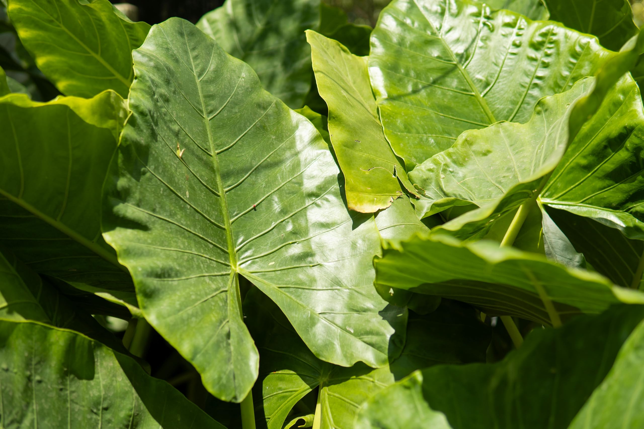 Giant Taro Root Live Plant for Balcony Privacy Screen | Dense Elephant Ear Foliage, Tropical Landscape Accent, Heat Tolerant Summer Greenery (1 Healthy Live Plant)-image-45