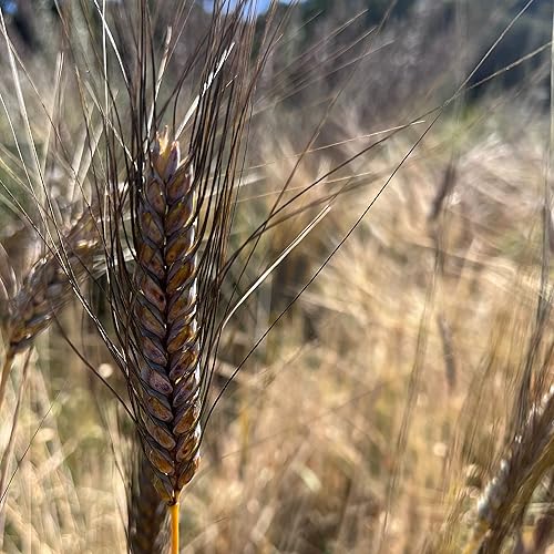 Miniatura 2 de Semillas de trigo de primavera Black Eagle  Paquete de 175 unidades, orgánicas certificadas, sin OMG, polinización abierta, sin tratar semillas de