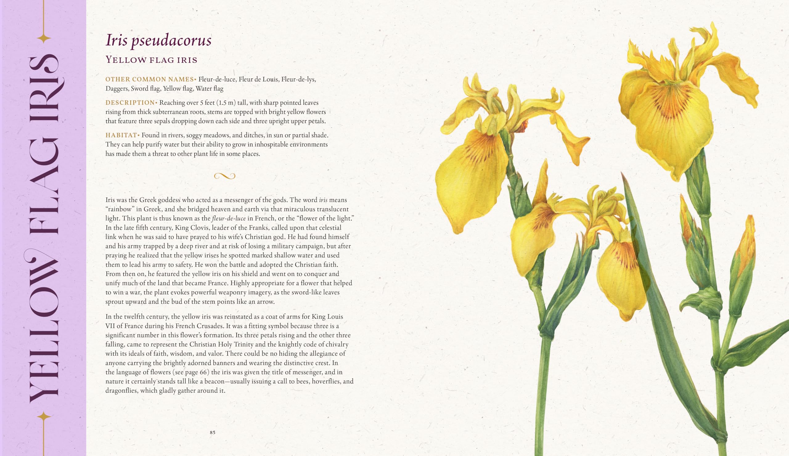 The Folklore of Wildflowers: Stories and History in Bloom