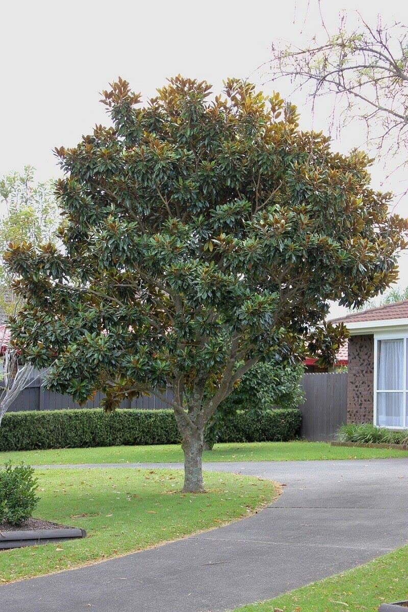Magnolia grandiflora "Little Gem" pianta in vaso ø24 cm h. 80/100 cm Vivaio di Castelletto