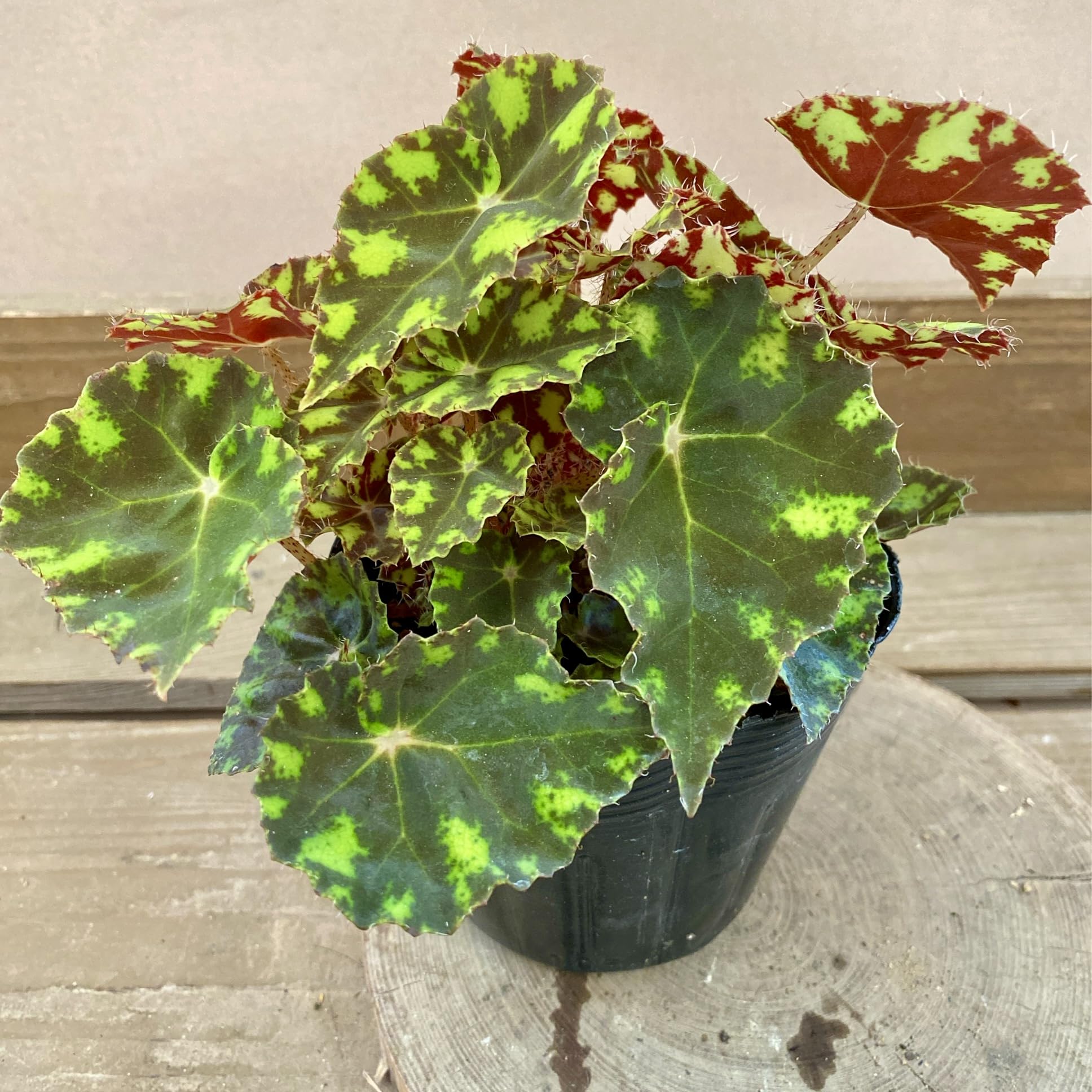 Amazon｜花苗 観葉植物 ベゴニア タイガーキトゥン｜観葉植物