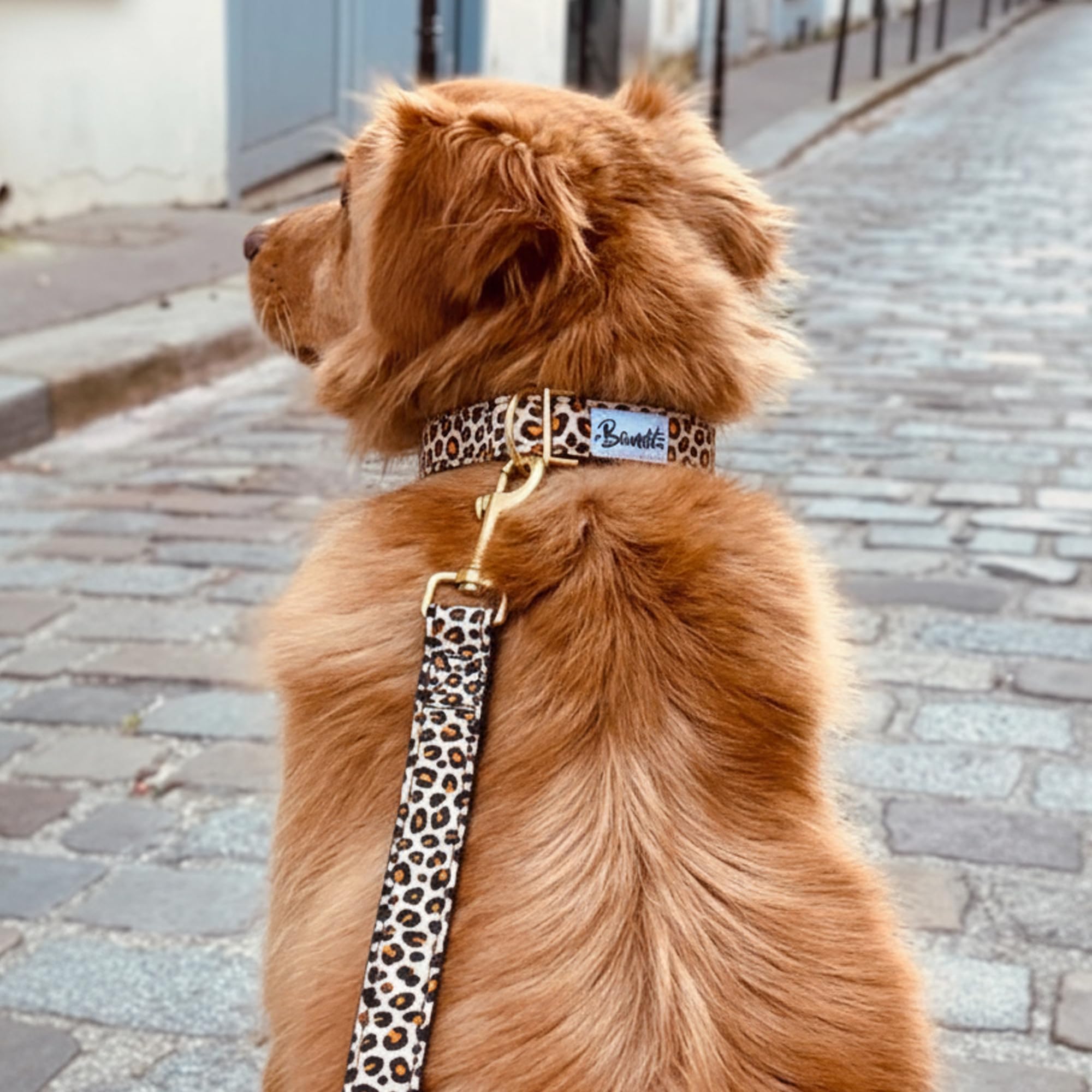 Bandit - Collier pour Chien - Taille L - Tour de Cou 40-63cm - Bouclerie en Laiton Haute Qualité - Résistance à la Rupture de 300kg - Lavable en Machine - Made in France - Wild Wild Wouf