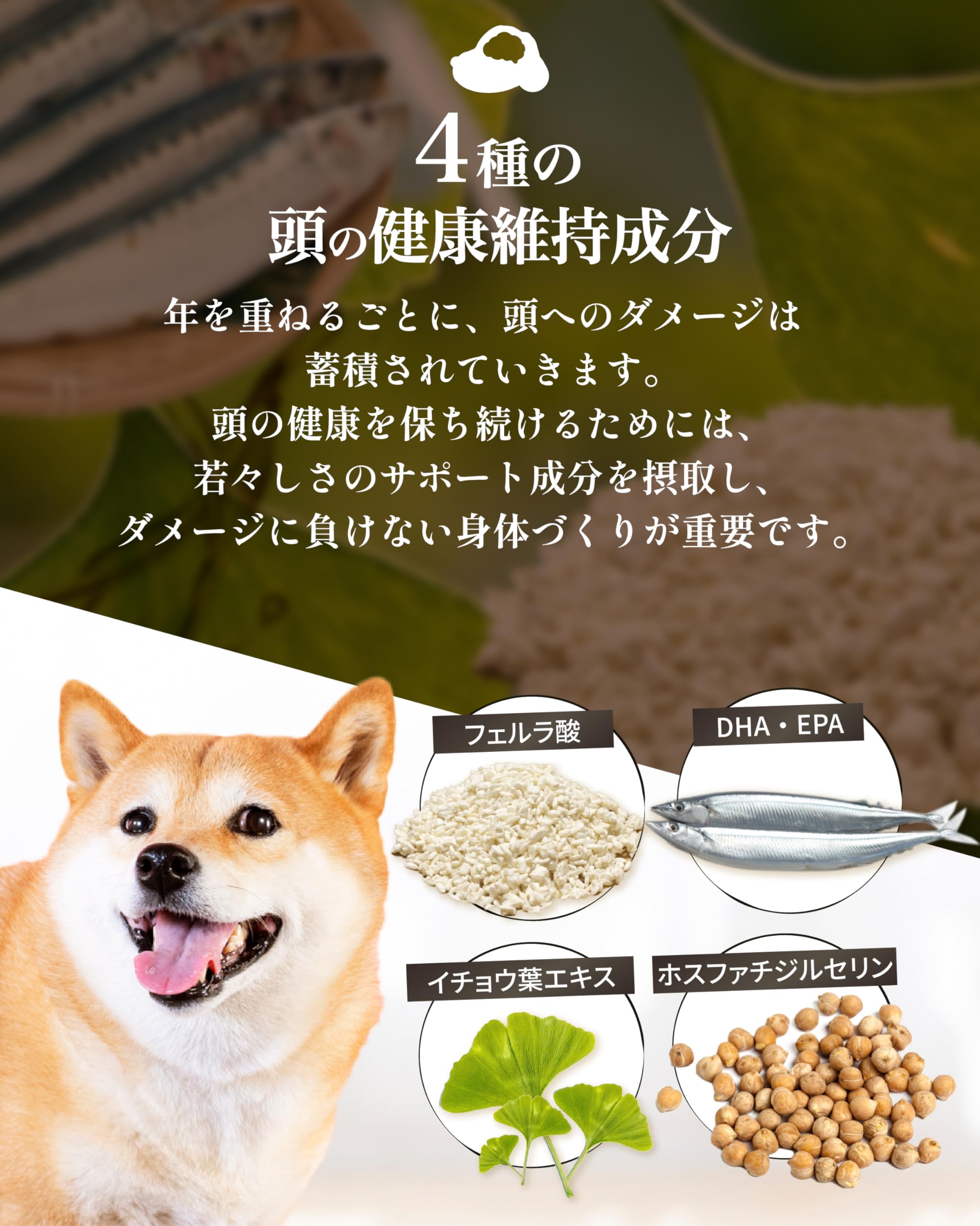 Amazon.co.jp: アミュレ 犬 サプリ シニア犬 目 瞳 頭 関節 獣医師大