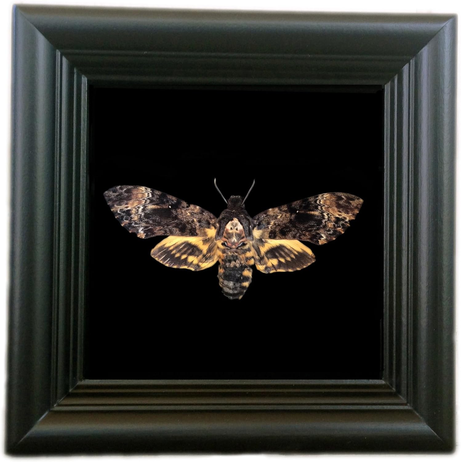 Death Head Hawk Moth Shadow Box - Taxidermy Insects, Gifts for Him, Gifts for Men, Steampunk Decor Wall, Steampunk Decor for Home