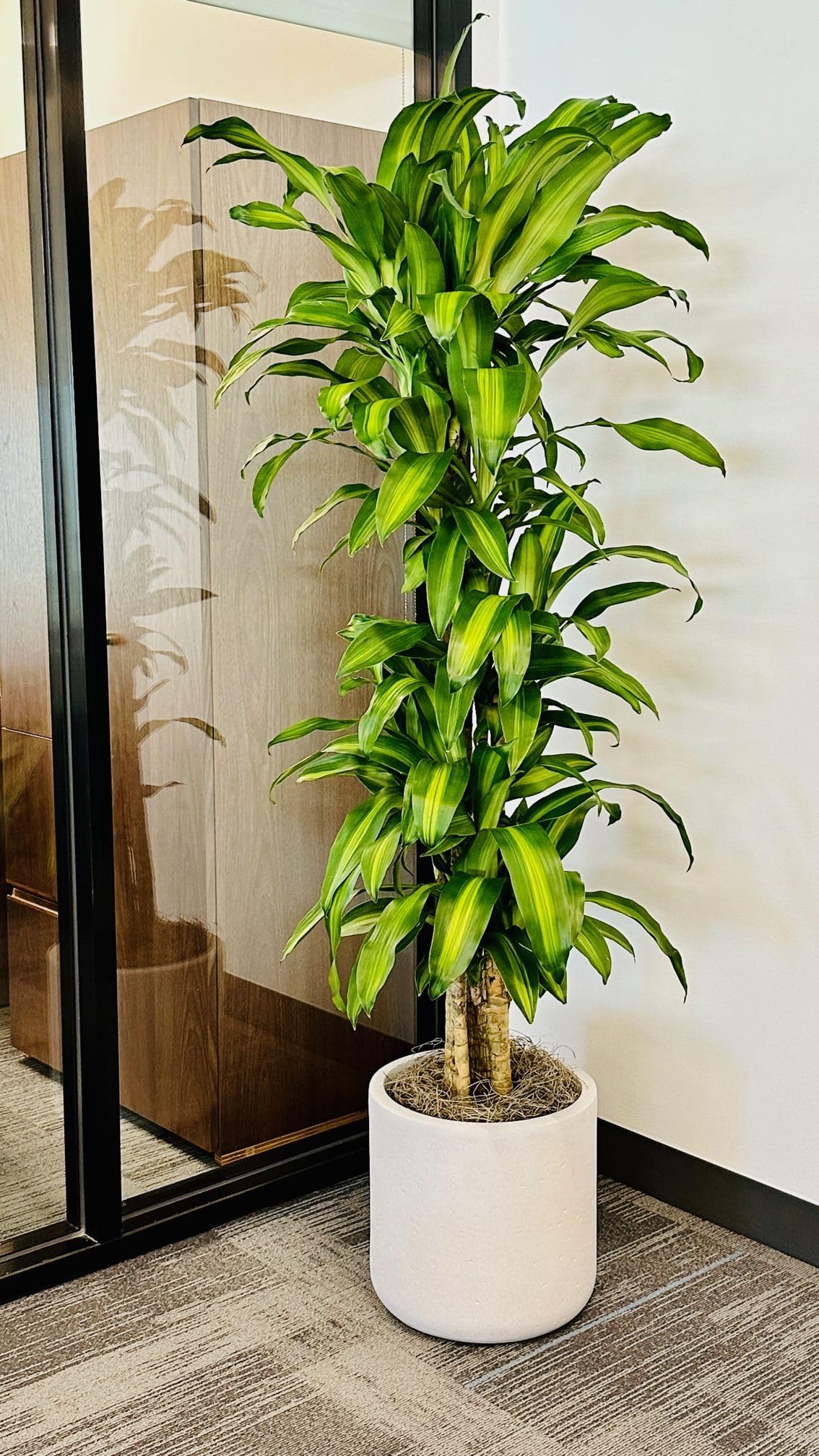 Tronco de Brasil Planta Natural (Dracaena Fragrans) - Planta de Interior Grande y Purificadora de Aire - Árbol Pequeño para Decoración de Salón y Oficina - Maceta