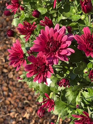 Miniatura 5 de Producto de enmienda de mantillo de concha de avellana - 1.5 pies cúbicos (conchas de avellana)