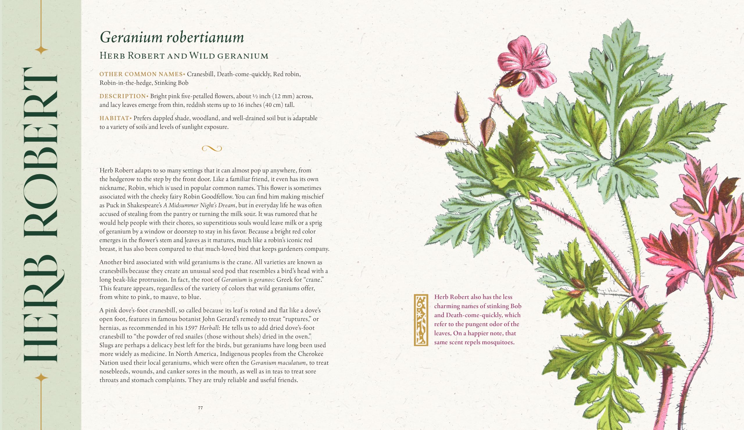 The Folklore of Wildflowers: Stories and History in Bloom