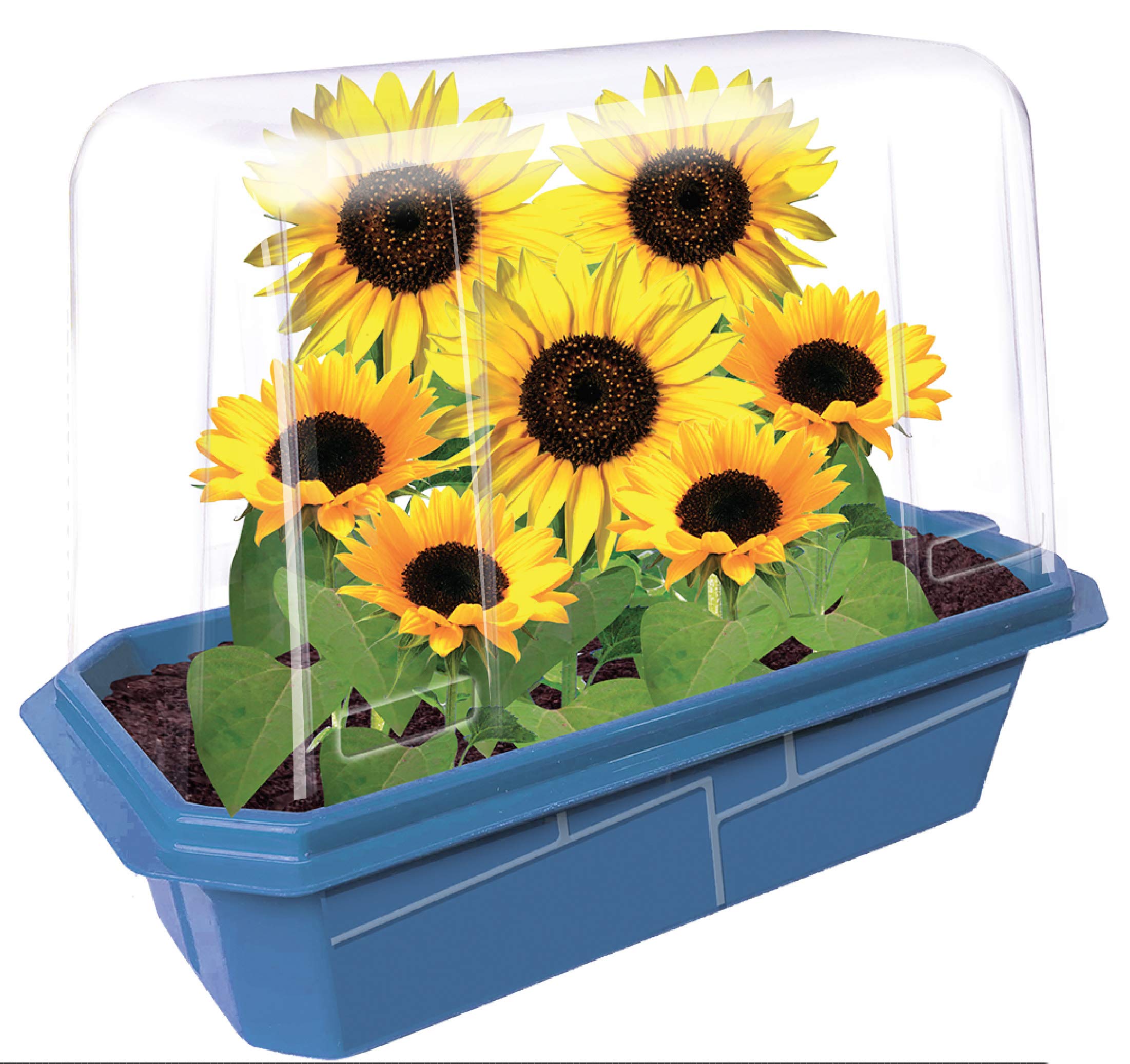 Amazon.com : Unique Gardener Grow Your Own Sunflower Plants, Indoor Plant  Seeds Kit for Gardening Enthusiasts, Includes Everything Needed to Grow  Live Happy and Cheerful Flowers, Just Add Water : Patio, Lawn