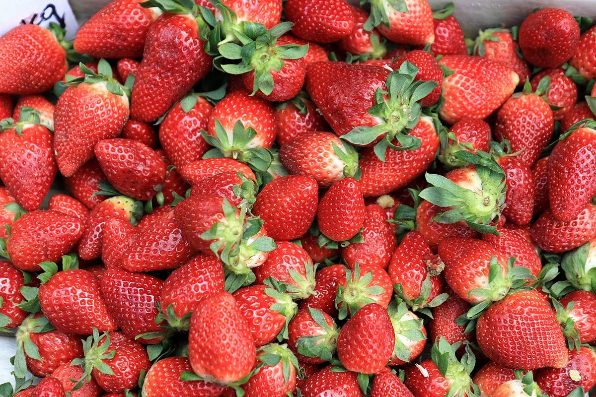 Ponthier ROTE FRÜCHTE PÜREE Sauerkirsche Himbeere Erdbeere Schwarze Johannisbeere Früchte-Püree Rote Früchtemark 1KG Frucht-Smoothie-Bowl-Sorbet-Wasser-Cocktail-Schorle (1, 1kg)