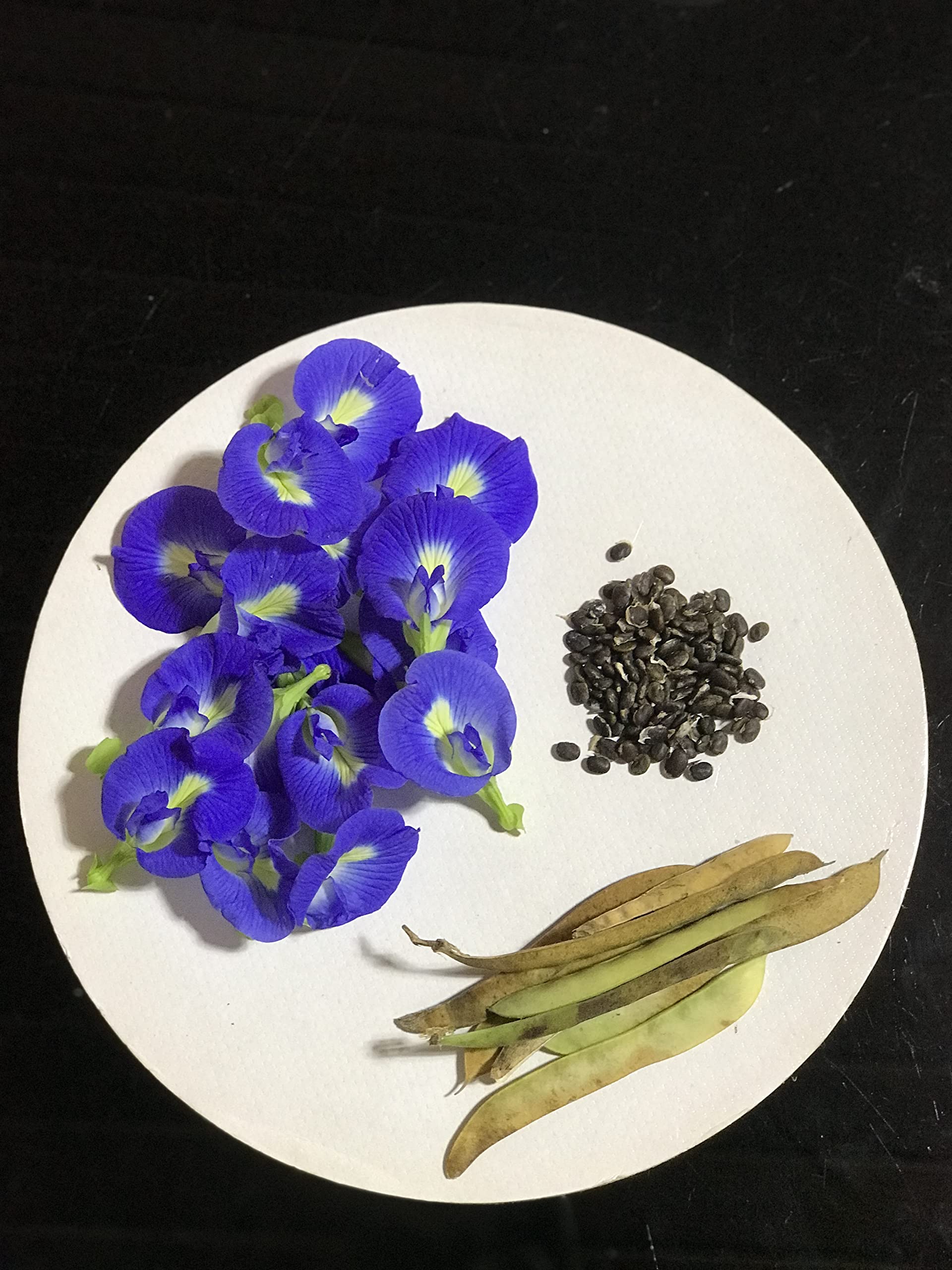 HomelandSown Dried Butterfly Pea Flower Seeds | Clitoria Ternatea Seeds | Blue Aparajita Flower Seeds | Blue Tea Butterfly Flower Seeds | Shankupushpam Flower Seeds (Pack of 20 Seed) seed (B0BN7F258Q) Amazon Price History, Amazon Price Tracker