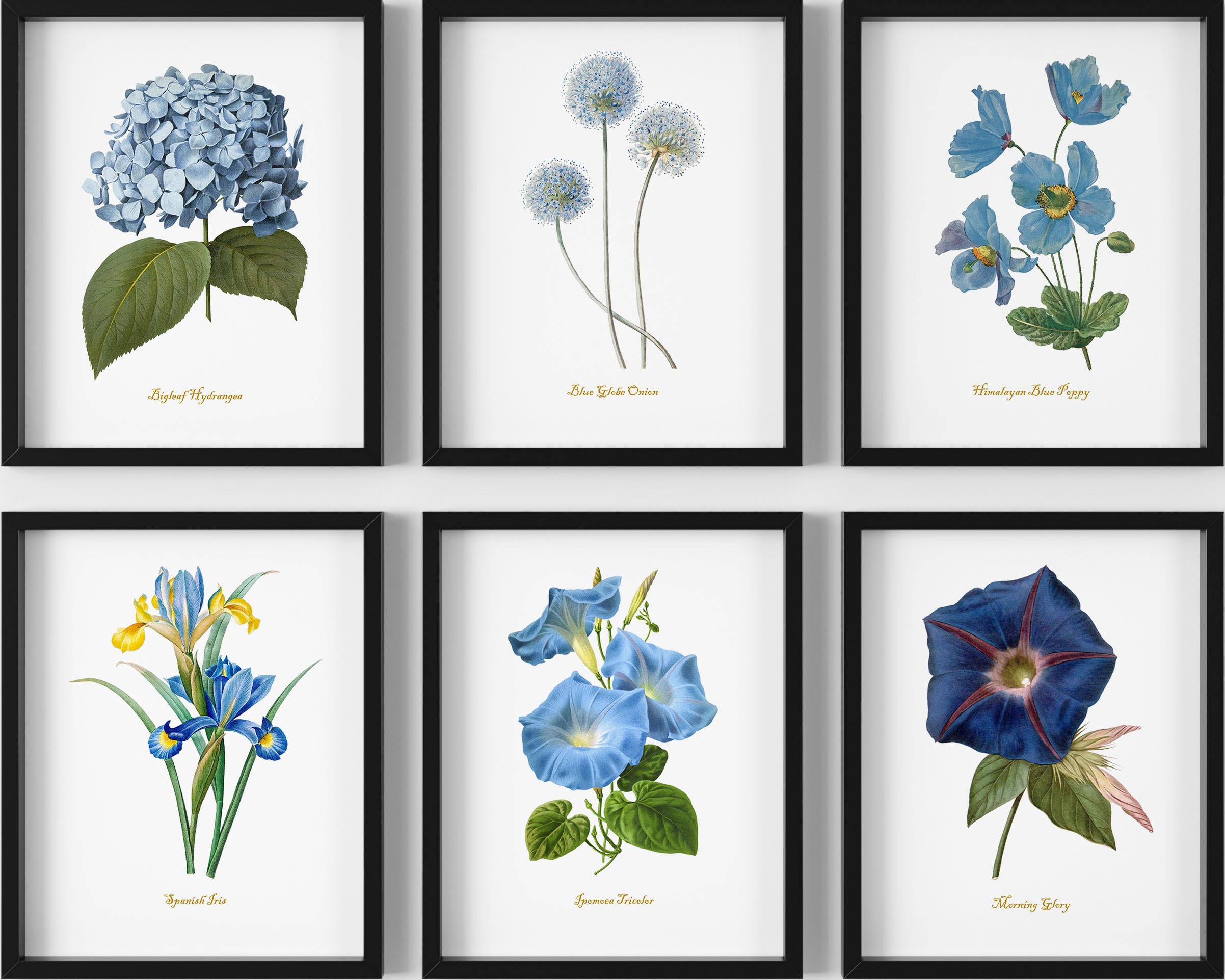 Blue Flower Wall Art Set of 6 Vintage Botanical Prints Floral Home Decor for Bedroom Bathroom or Living