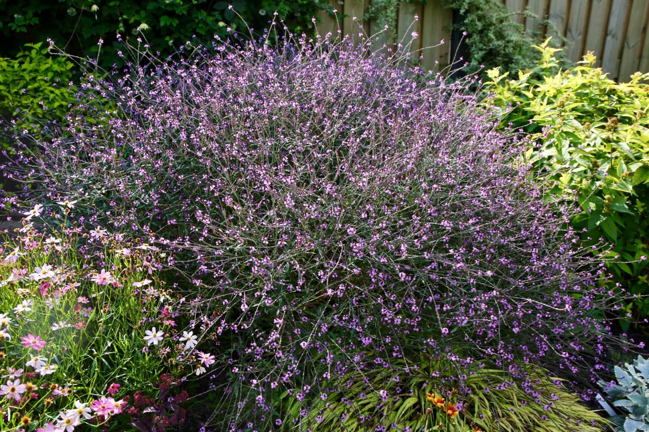Verbena 'Bampton' Verbena officinalis 30 Seeds