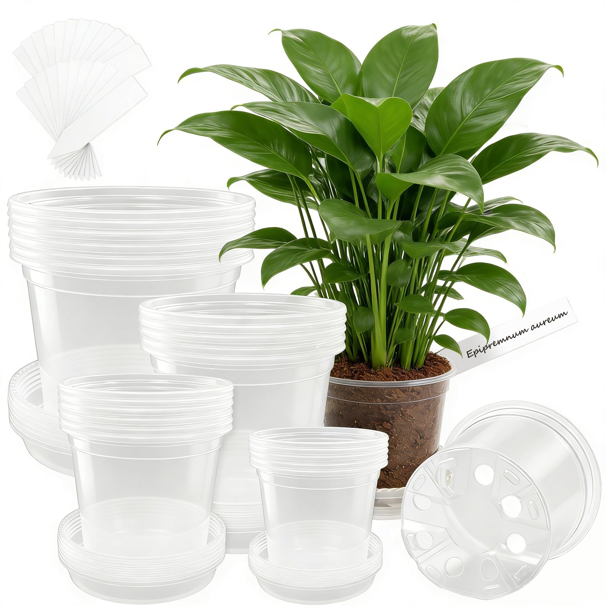 Clear Nursery Pots - 30 Pack with Labels -13