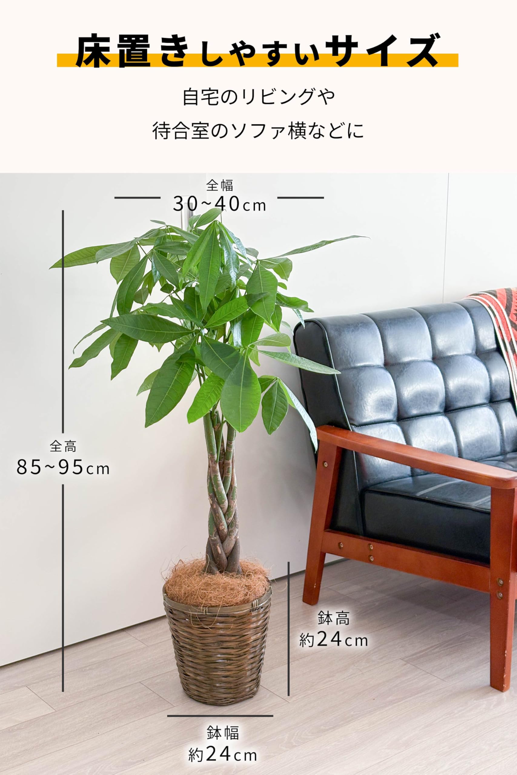 Amazon｜[ miipas ] パキラ 7号鉢 編み込み ねじり 本物 大型観葉植物