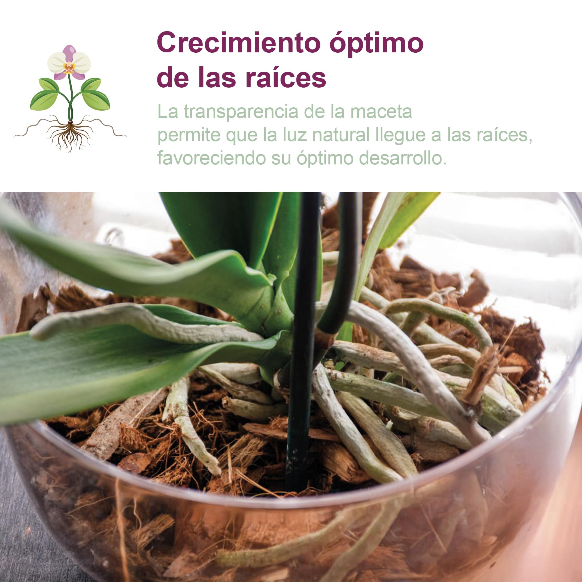 Kalapanta - Maceta de plástico Transparente para orquídeas con Agujeros de Drenaje y platillo (2, Ø 14 cm), Maceta para Interior y Exterior, Ideal para orquideas, Producto Fabricado en Italia