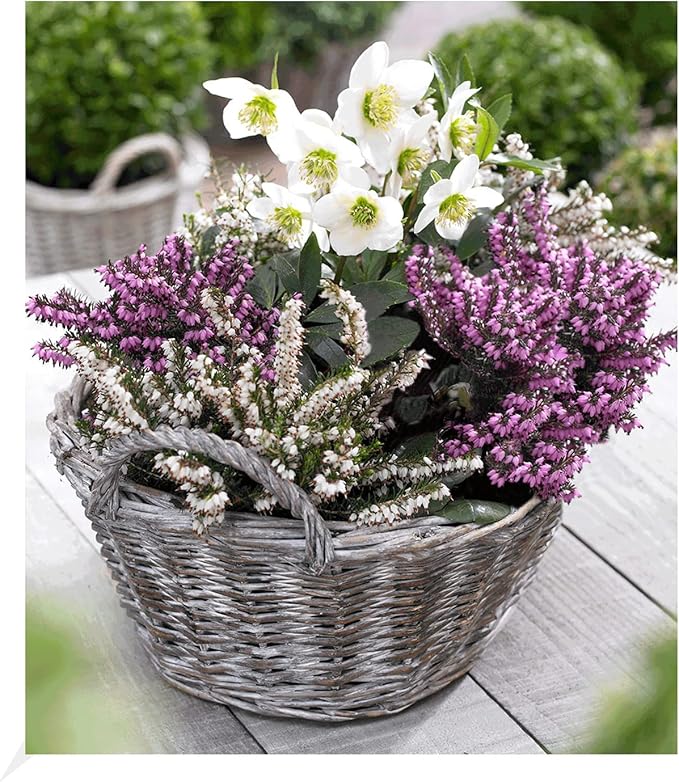 BALDUR Garten Sortiment Winterzeit, 4 Pflanzen Erica carnea