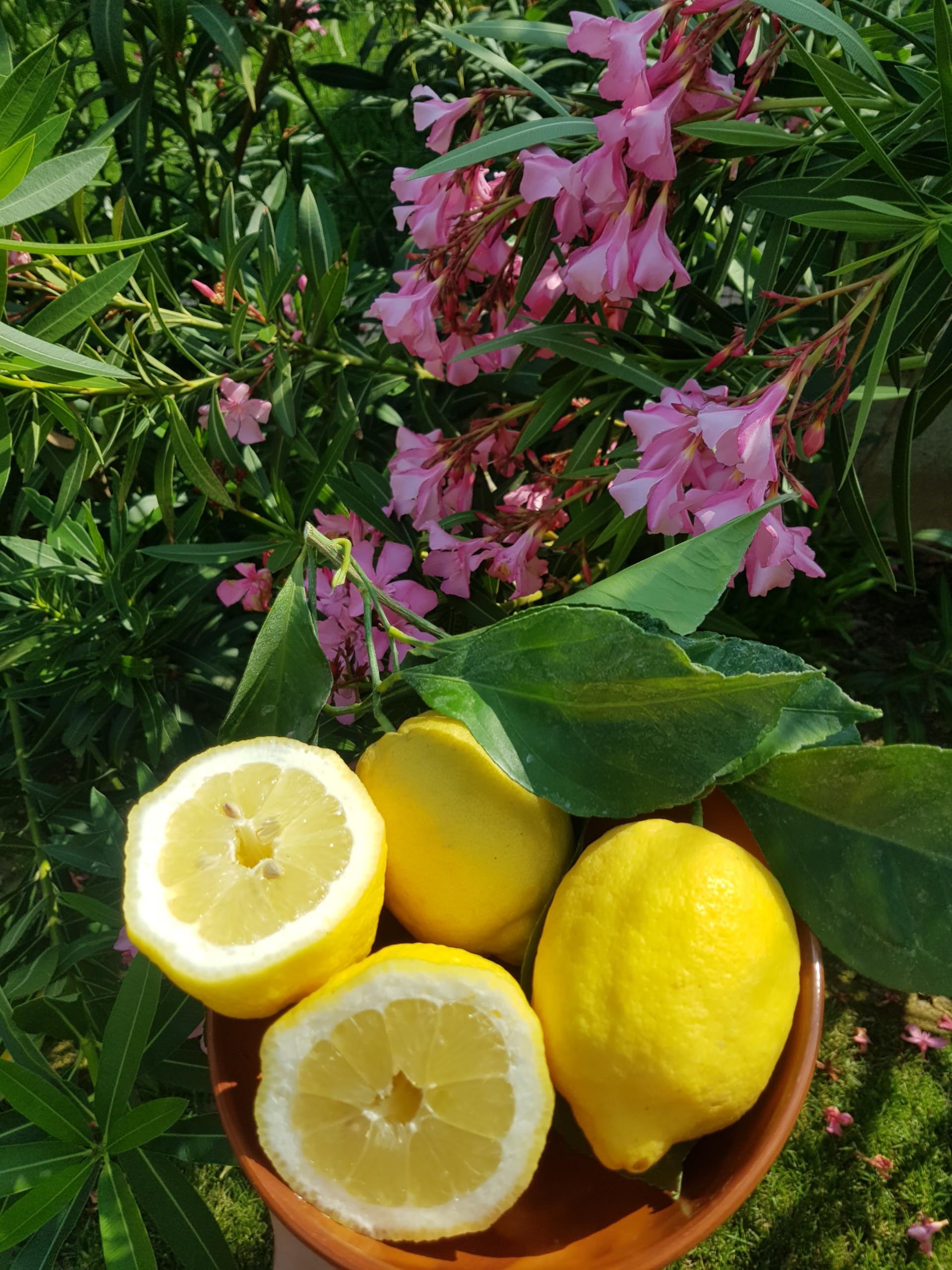 Moschini Farms Limoncello - Liquore Artigianale con Limone di Rocca Imperiale IGP - Made in Italy - Bottiglie Esclusive Numerate a Mano