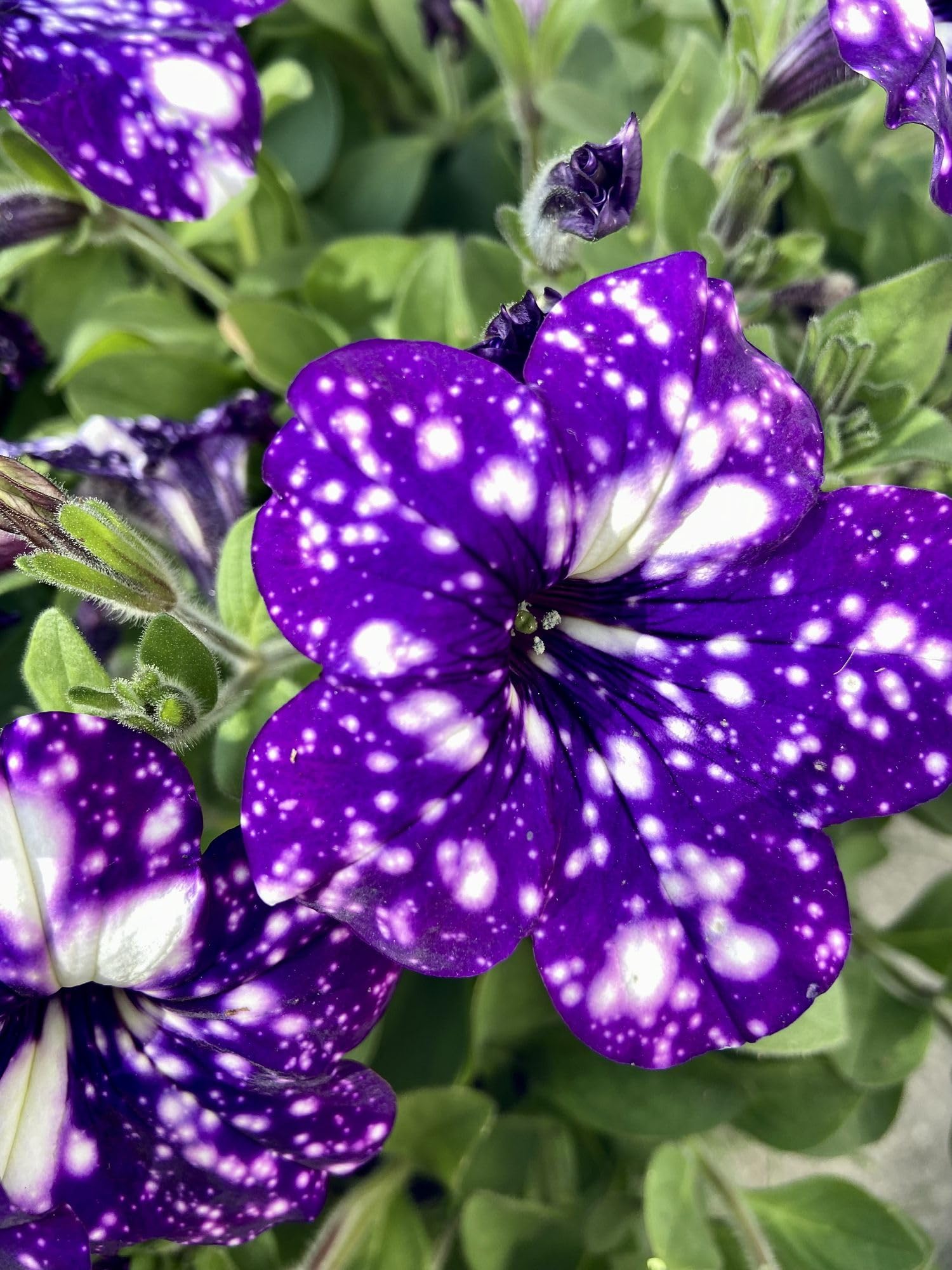 See full amazon price history chart for Petunia flower seeds hybrid sakata || 20 seeds Petunia flower seeds hybrid sakata || 20 seeds (B0CTTNKRRP) Amazon Price History, Amazon Price Tracker