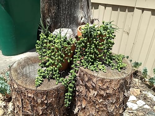 Miniatura 6 de RECUTMS 8 plantas suculentas artificiales colgantes, cadena de perlas, plantas suculentas de imitación, drapeado vegetal, rama sin maceta, planta