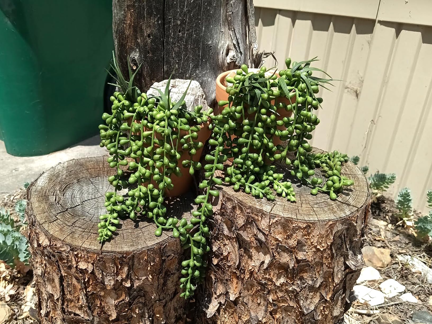 Amazon.com: RECUTMS 8Pcs Artificial Succulent Plants Hanging String of  Pearls Plant Faux Succulent Draping Greenery Unpotted Succulent Plant  Summer Home Office Indoor Outdoor Wedding Graduation Party Decor(Green) :  Home & Kitchen