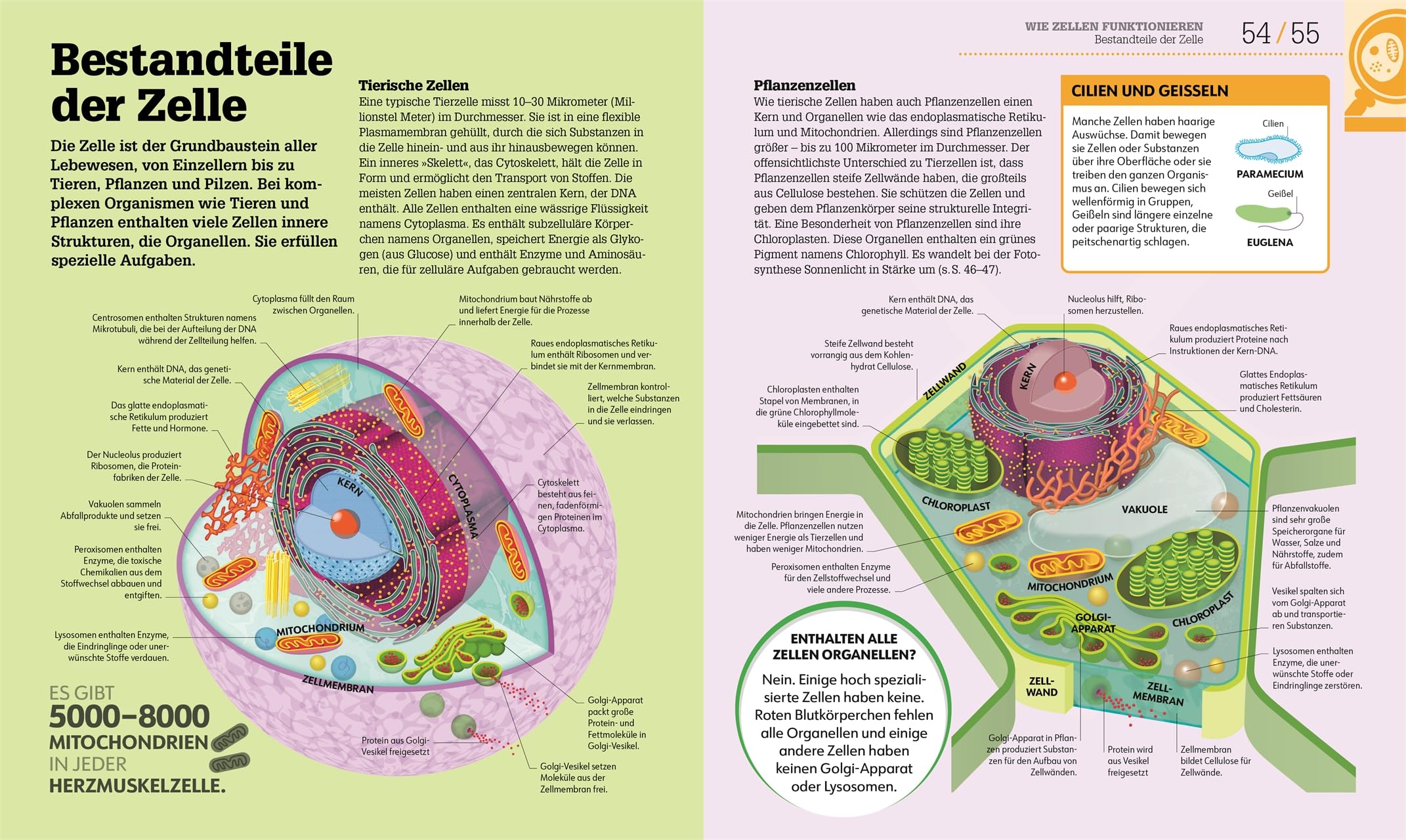 #dkinfografik. Biologie einfach erklärt: Genetik, Evolution, Ökologie. Leicht verständliche und visuell aufbereitete Einführung in die Biologie
