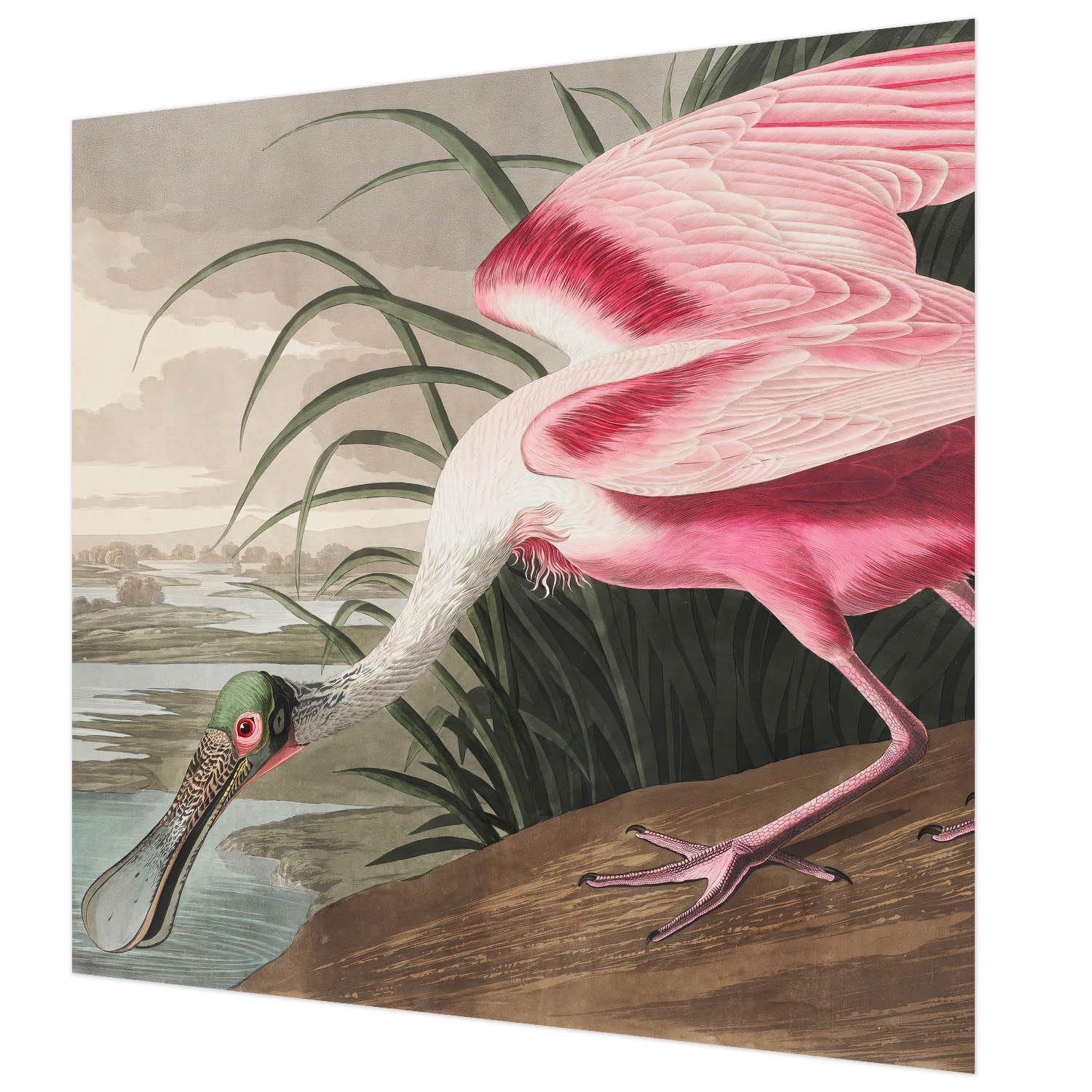 Papier peint oiseau exotique 250x250 cm avec colle incluse pour déco salon
